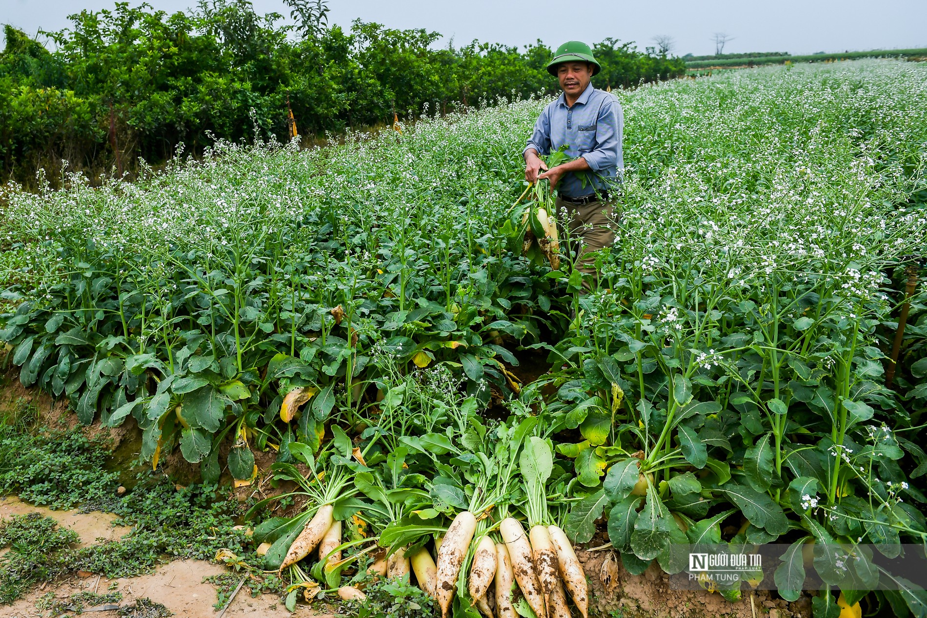 Tin nhanh - Hà Nội: Nông dân ngậm ngùi vứt bỏ củ cải, cà chua đầy đồng (Hình 7).