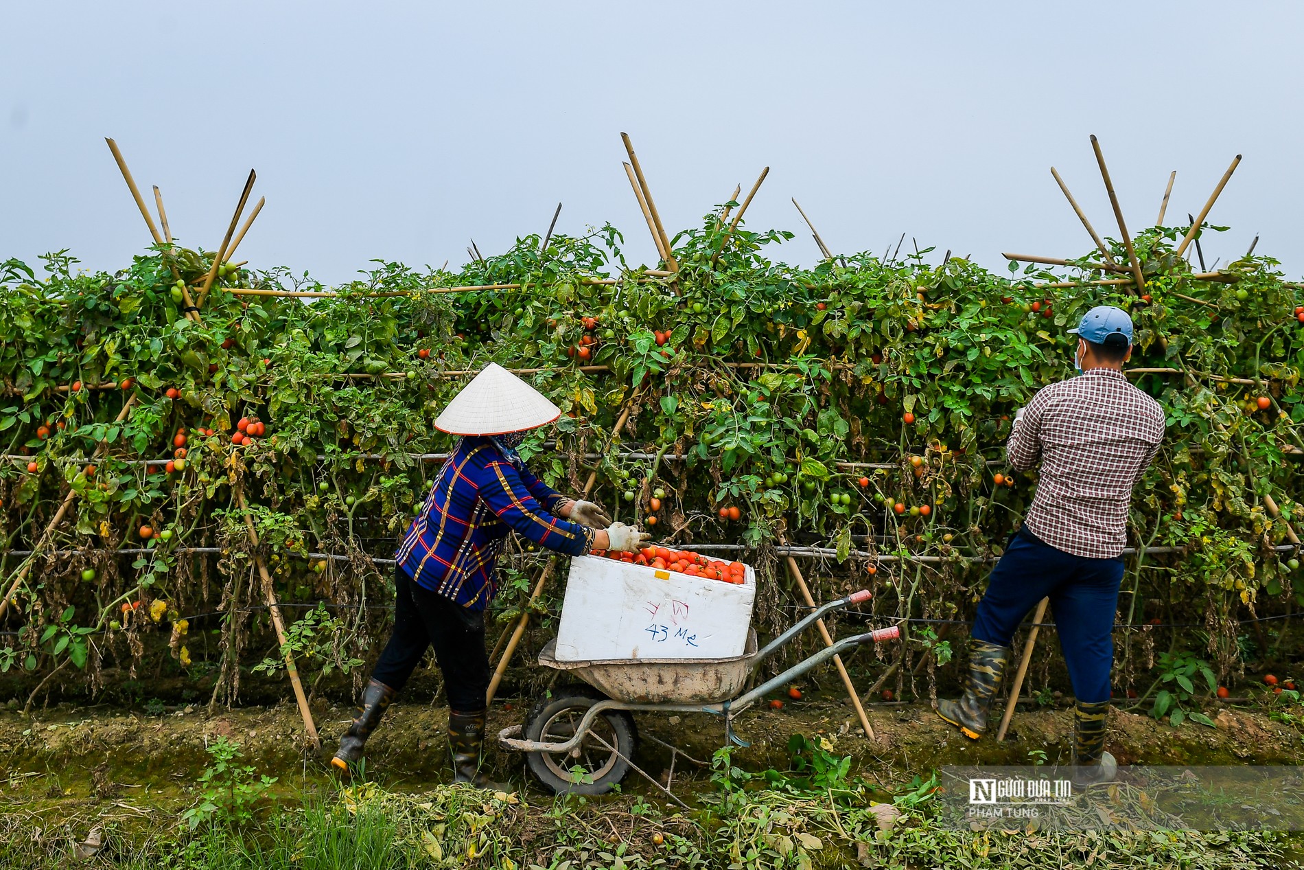 Tin nhanh - Hà Nội: Nông dân ngậm ngùi vứt bỏ củ cải, cà chua đầy đồng (Hình 13).