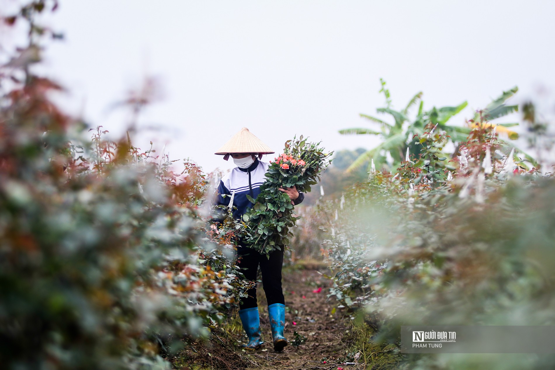 Tiêu dùng & Dư luận - Hà Nội: Nông dân tất bật thu hoạch hoa phục vụ ngày 8/3