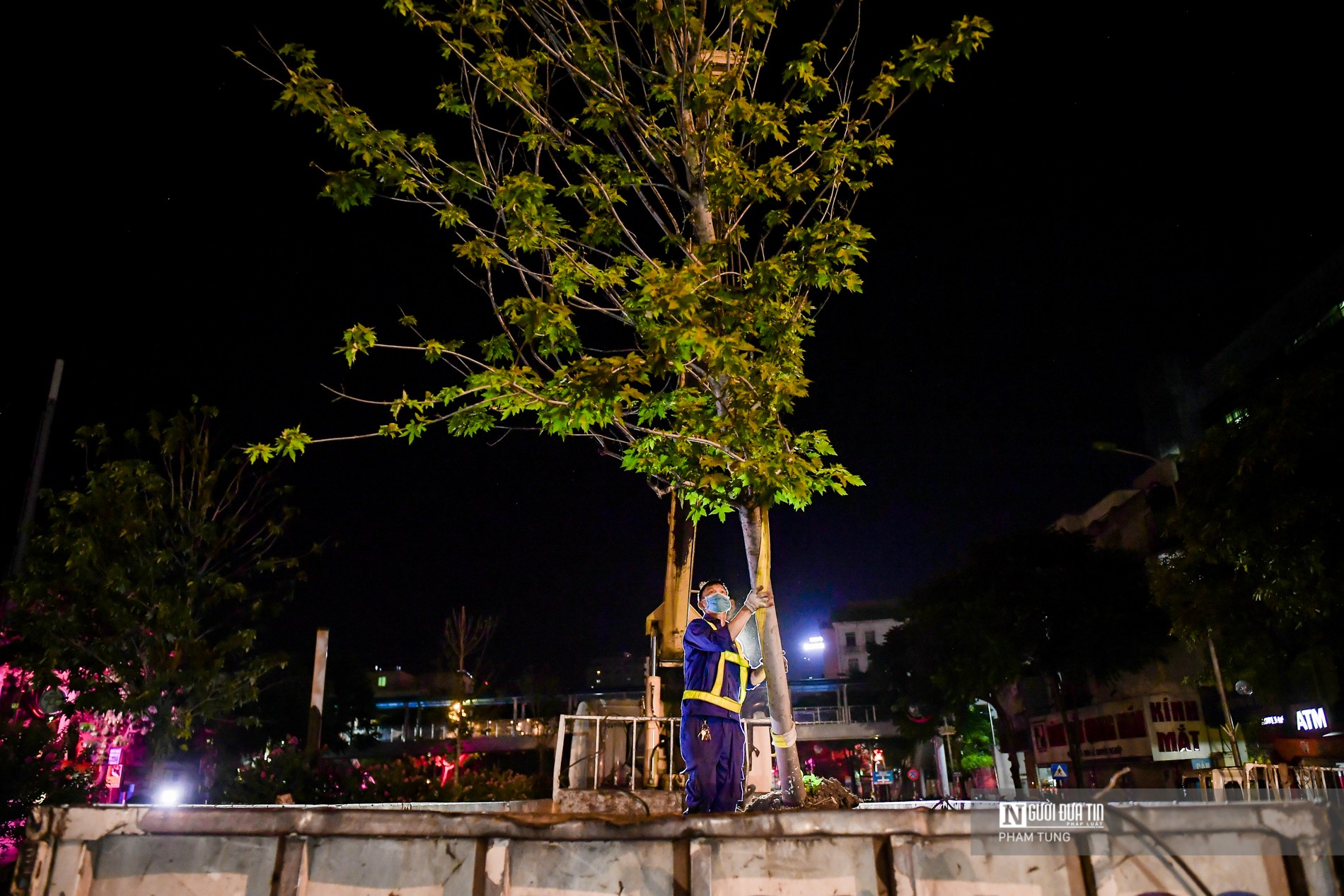 Dân sinh - Hà Nội: Xuyên đêm di dời hàng cây phong lá đỏ (Hình 12).