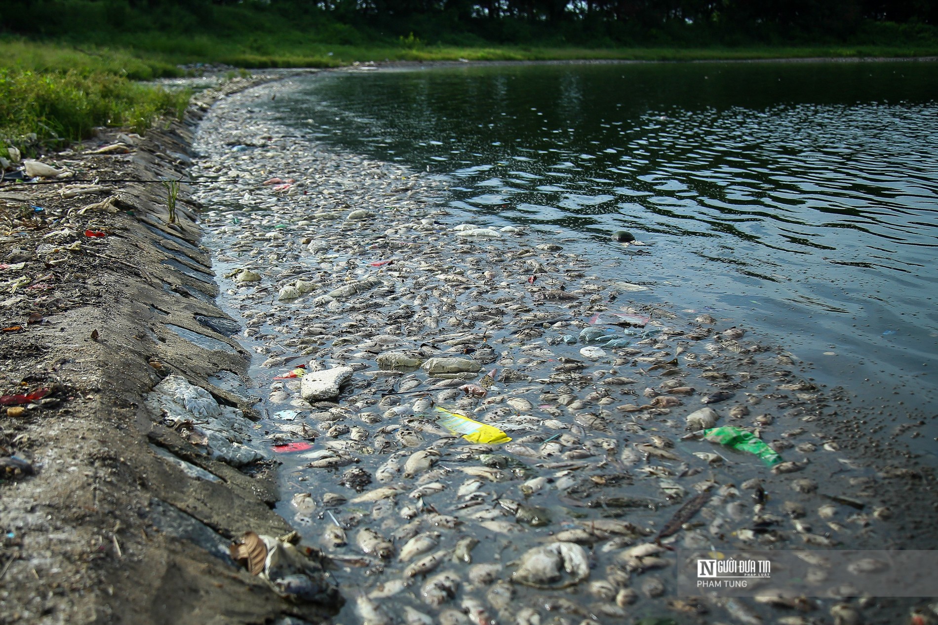 Dân sinh - Chùm ảnh: Cá chết nổi trắng mặt hồ Yên Sở