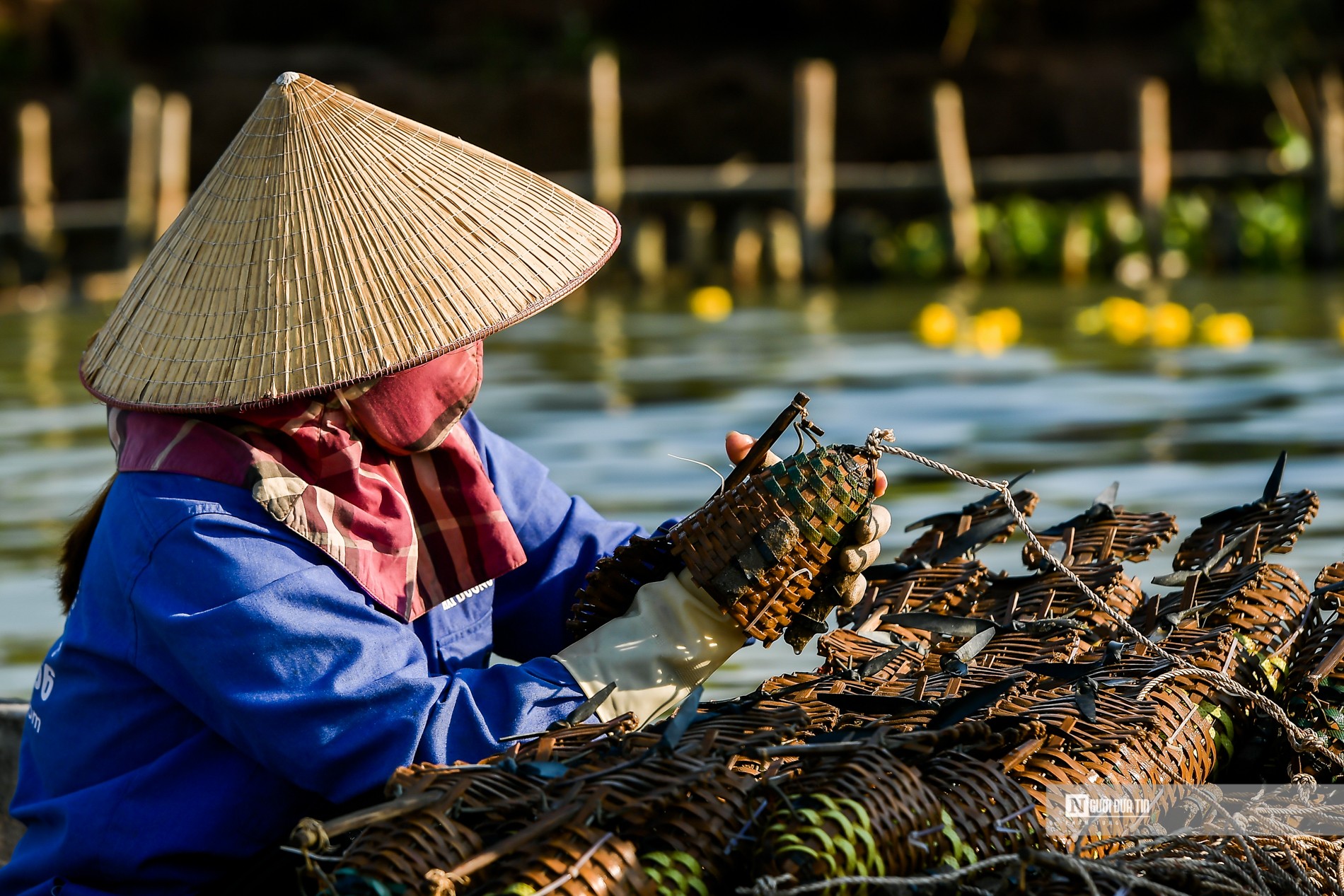 Dân sinh - Ngư dân bắt cà ra bỏ túi hàng triệu mỗi ngày (Hình 11).