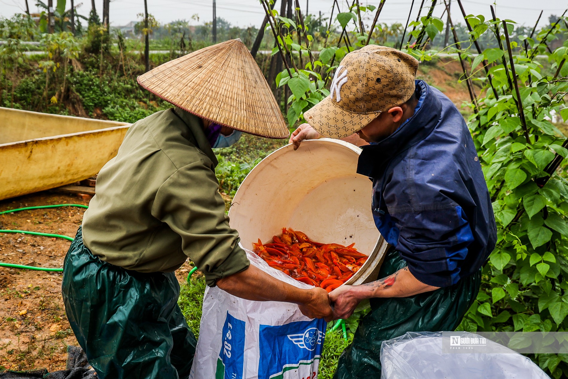 Dân sinh - Làng cá chép Thủy Trầm bội thu dịp Tết ông Công ông Táo (Hình 5).