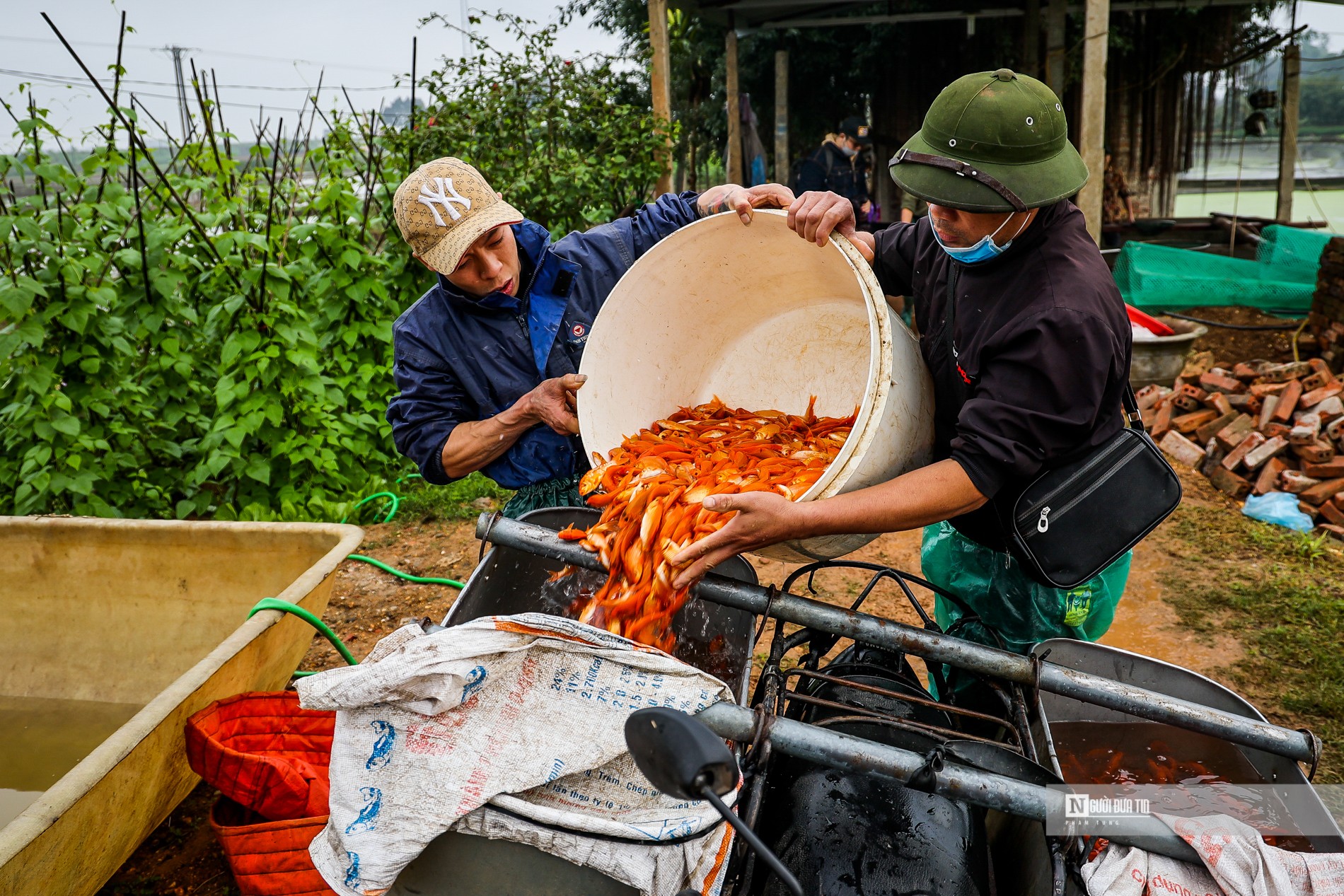 Dân sinh - Làng cá chép Thủy Trầm bội thu dịp Tết ông Công ông Táo (Hình 7).