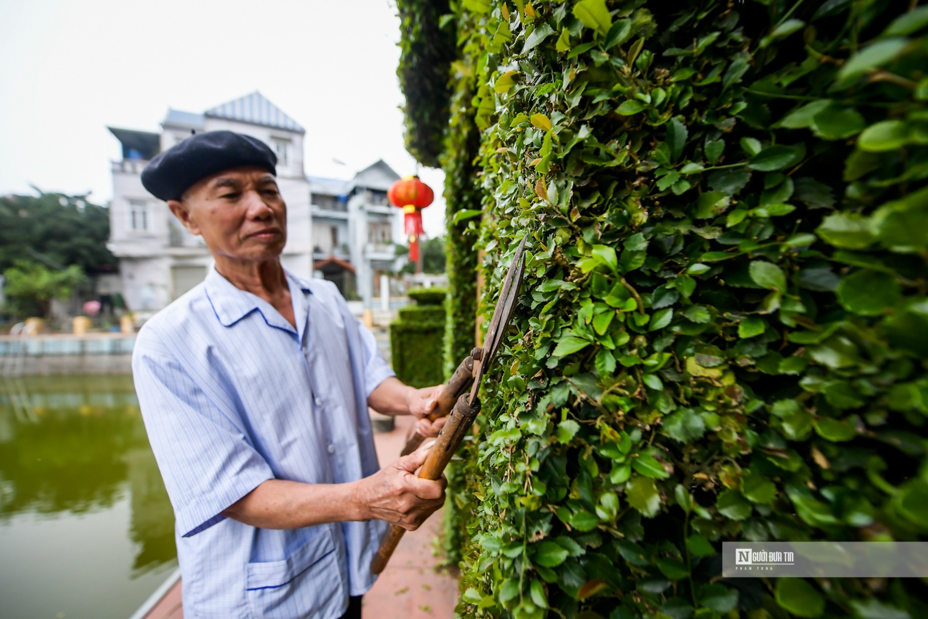 Văn hoá - Hà Nội: Ngắm cổng rào “độc nhất vô nhị” bằng cây ô rô 30 năm tuổi (Hình 8).