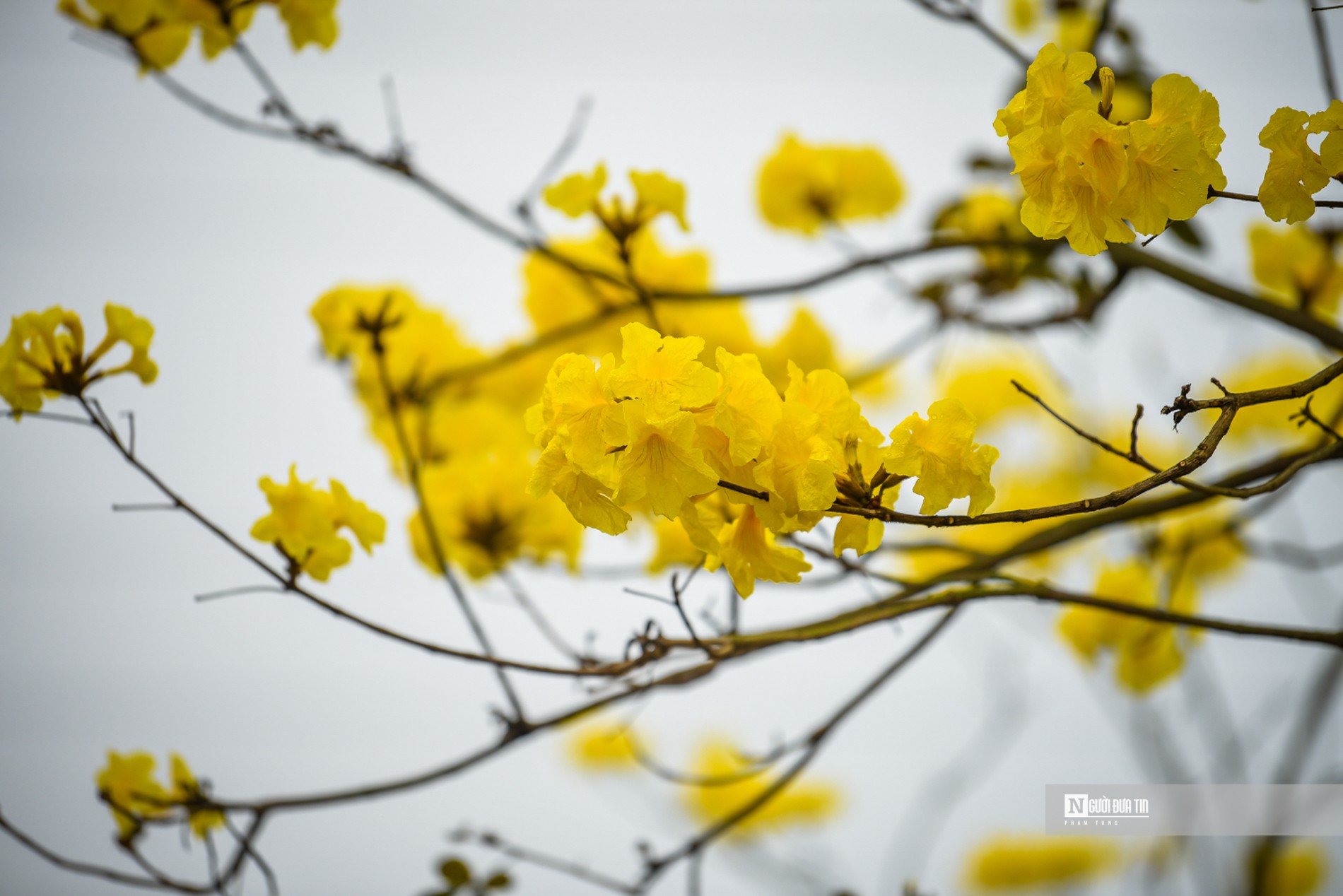 Dân sinh - “Biển người' đổ về đường hoa phong linh giữa lòng Thủ đô (Hình 3).