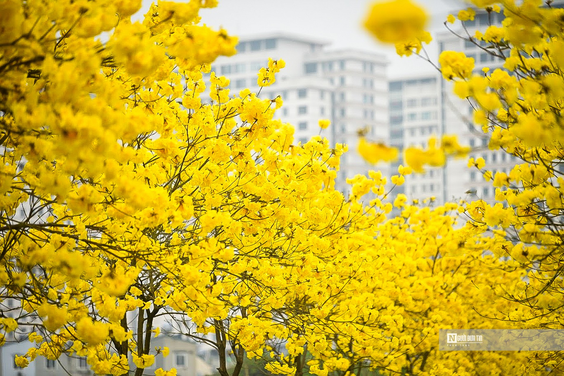 Dân sinh - “Biển người' đổ về đường hoa phong linh giữa lòng Thủ đô (Hình 2).