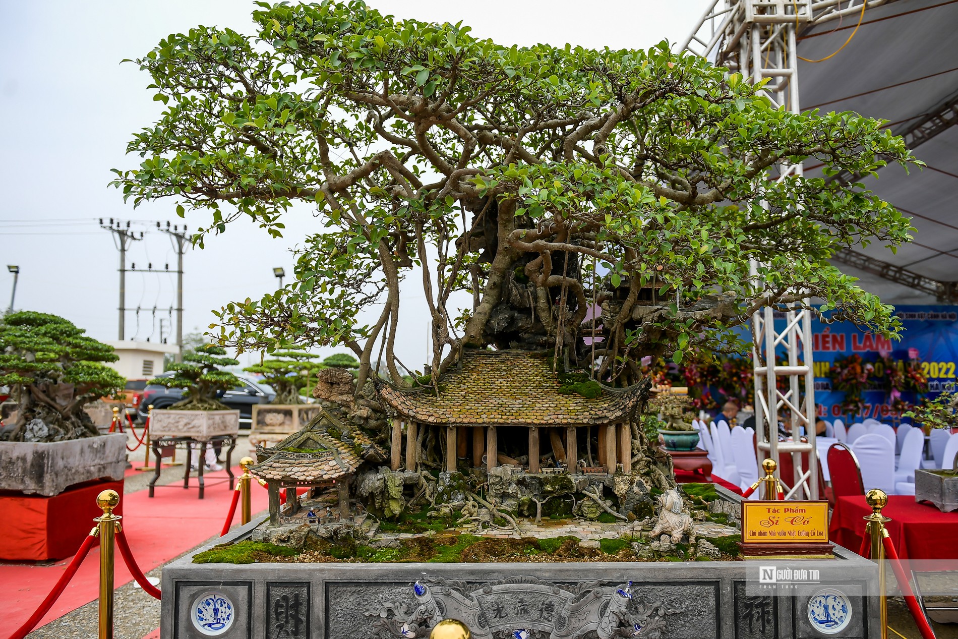 Văn hoá - Ngắm nhìn hàng loạt 'siêu cây cảnh' tiền tỷ tại Thủ đô (Hình 16).