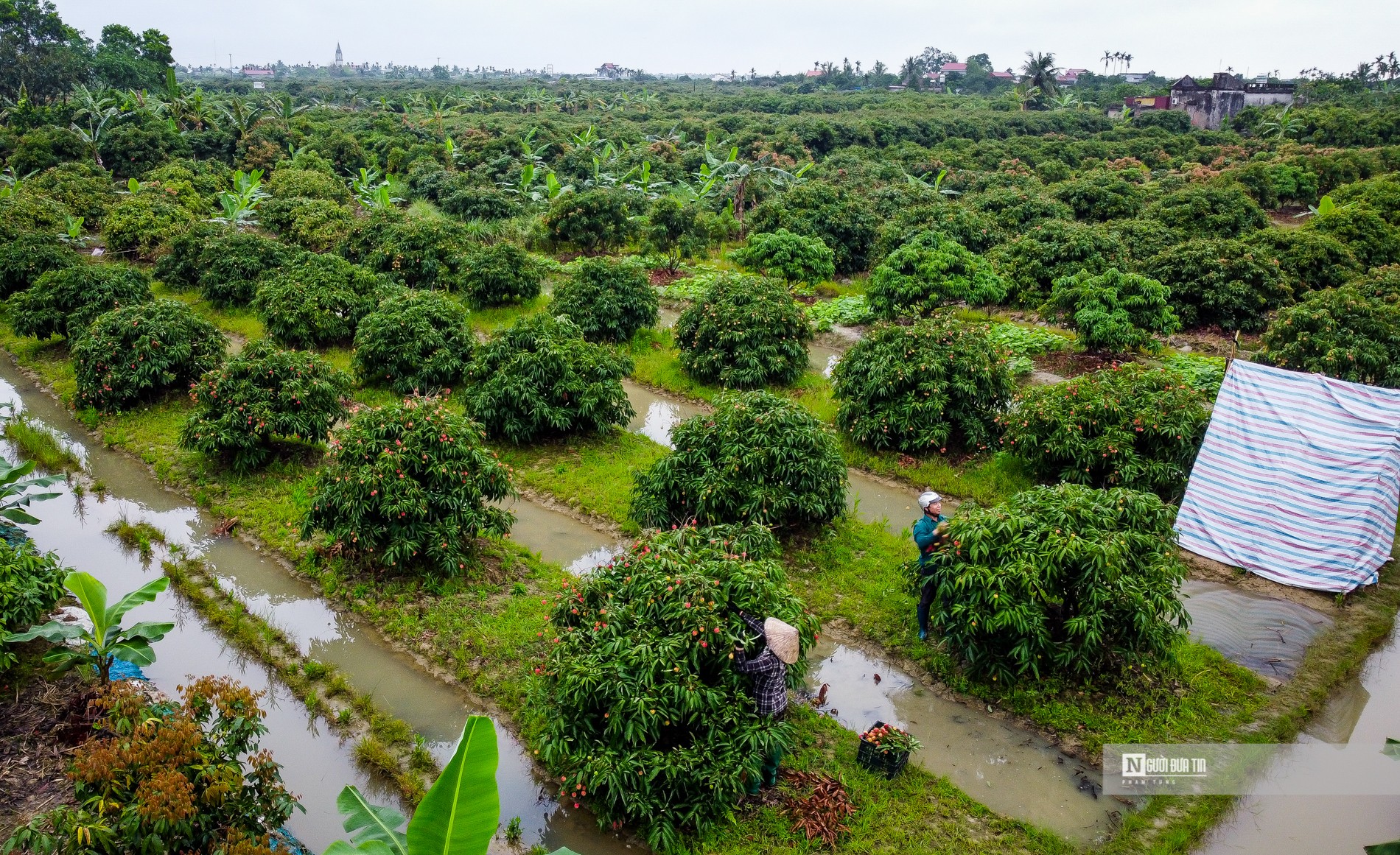 Dân sinh - Hải Dương: Vải chín sớm, nông dân Thanh Hà bội thu