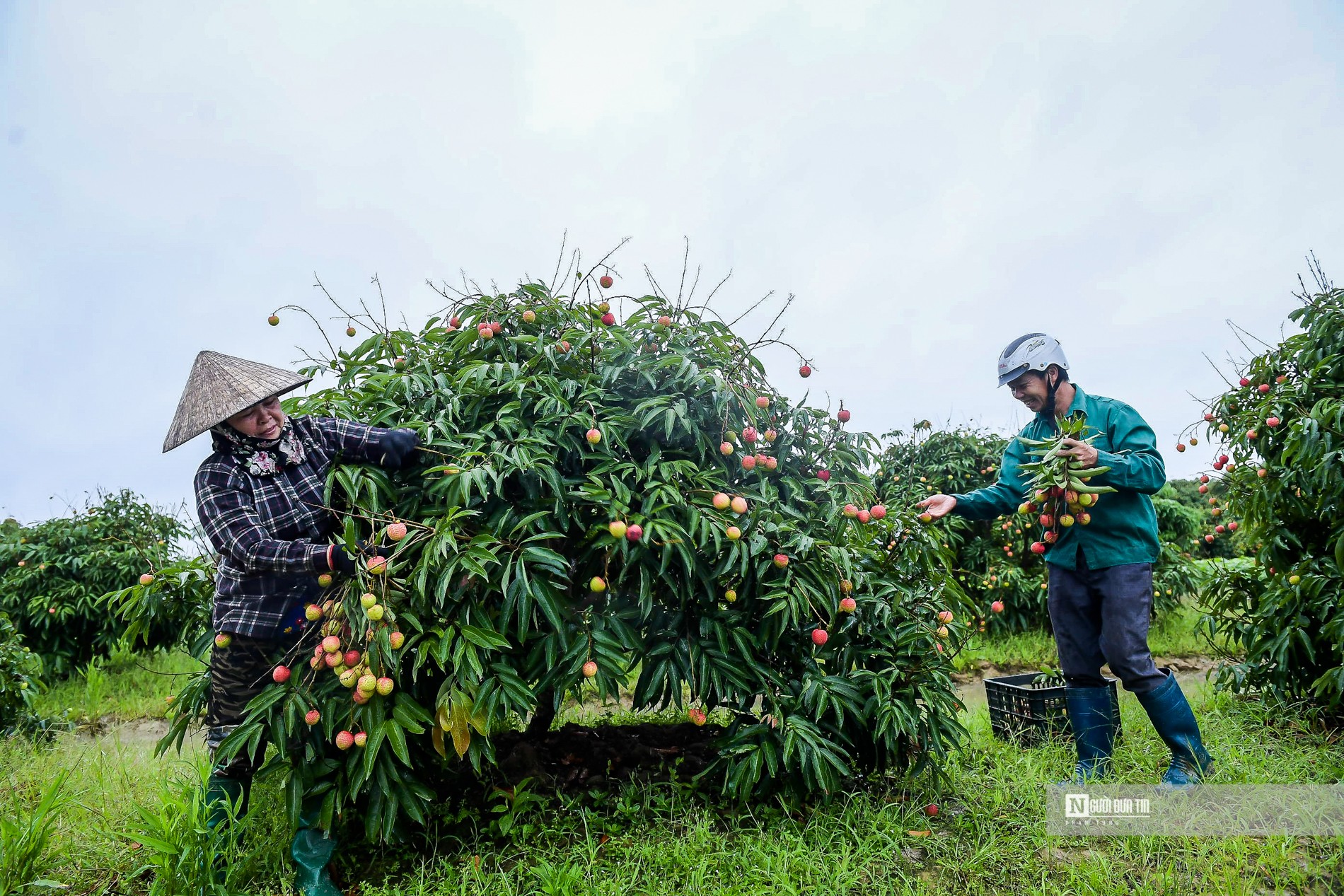 Dân sinh - Hải Dương: Vải chín sớm, nông dân Thanh Hà bội thu (Hình 8).