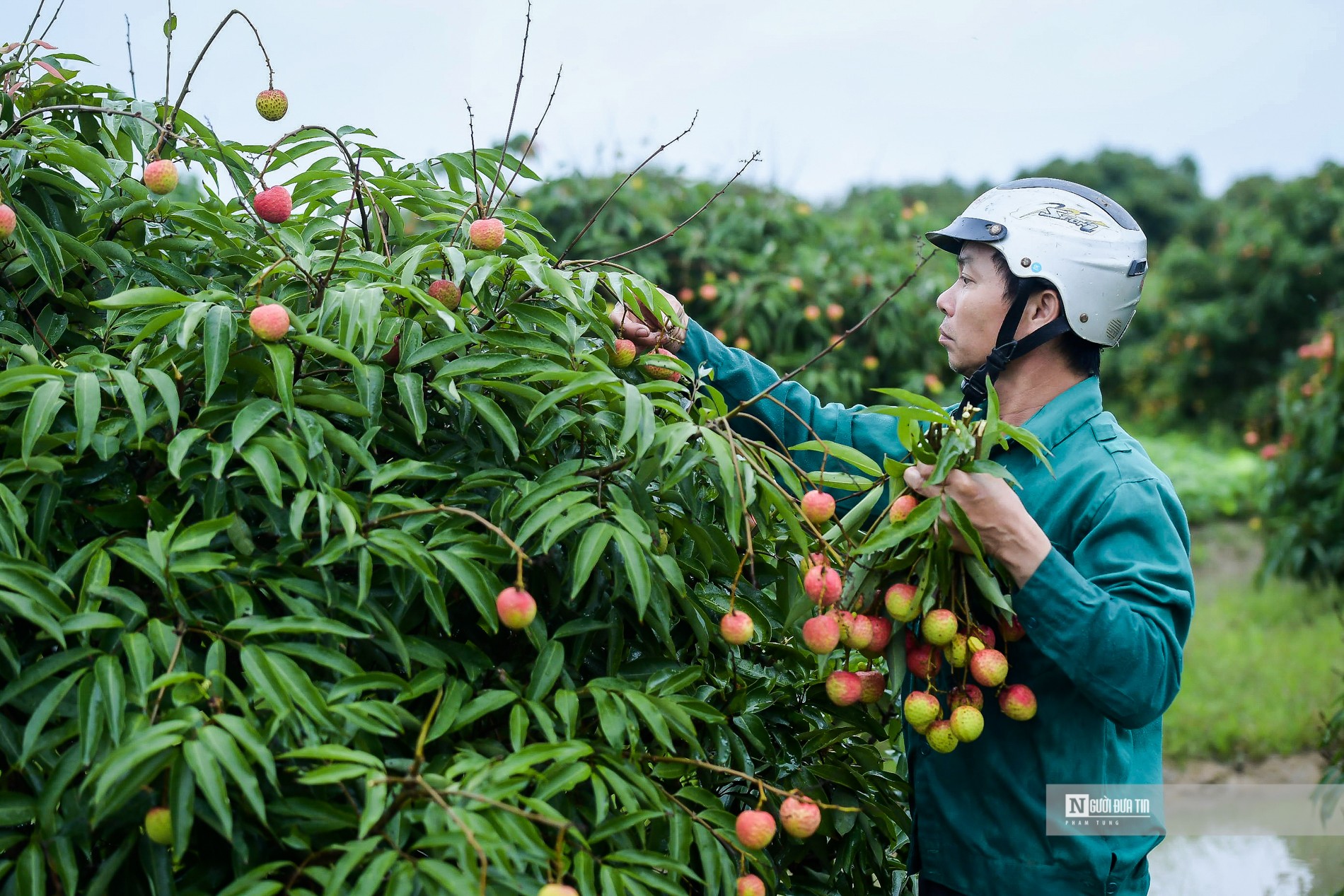 Dân sinh - Hải Dương: Vải chín sớm, nông dân Thanh Hà bội thu (Hình 5).