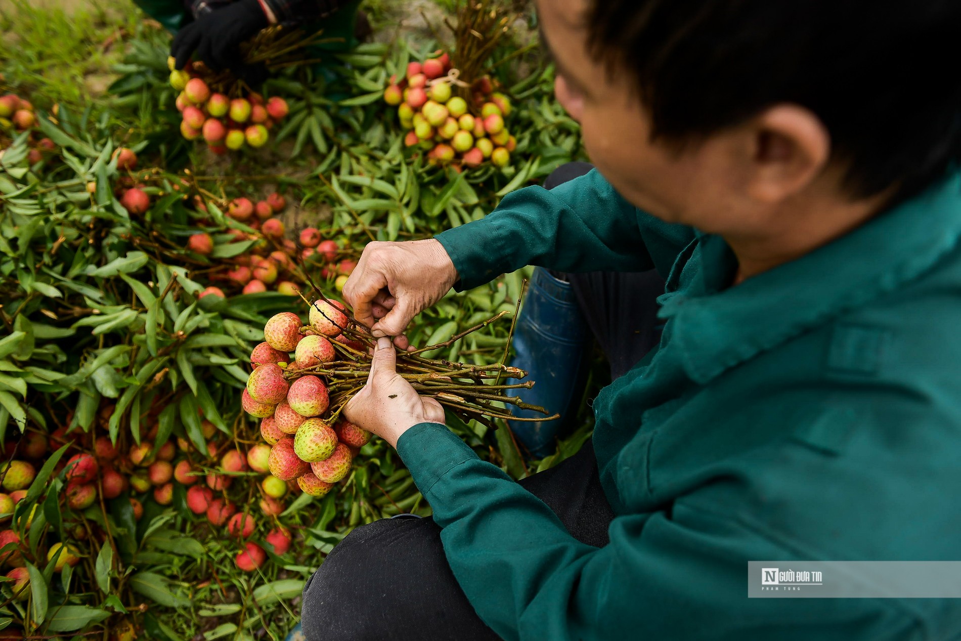 Dân sinh - Hải Dương: Vải chín sớm, nông dân Thanh Hà bội thu (Hình 11).