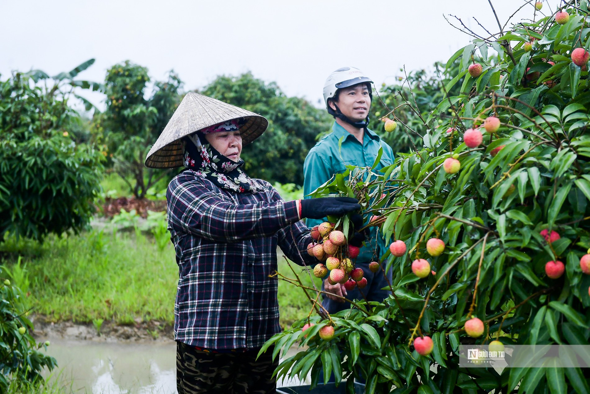 Dân sinh - Hải Dương: Vải chín sớm, nông dân Thanh Hà bội thu (Hình 3).