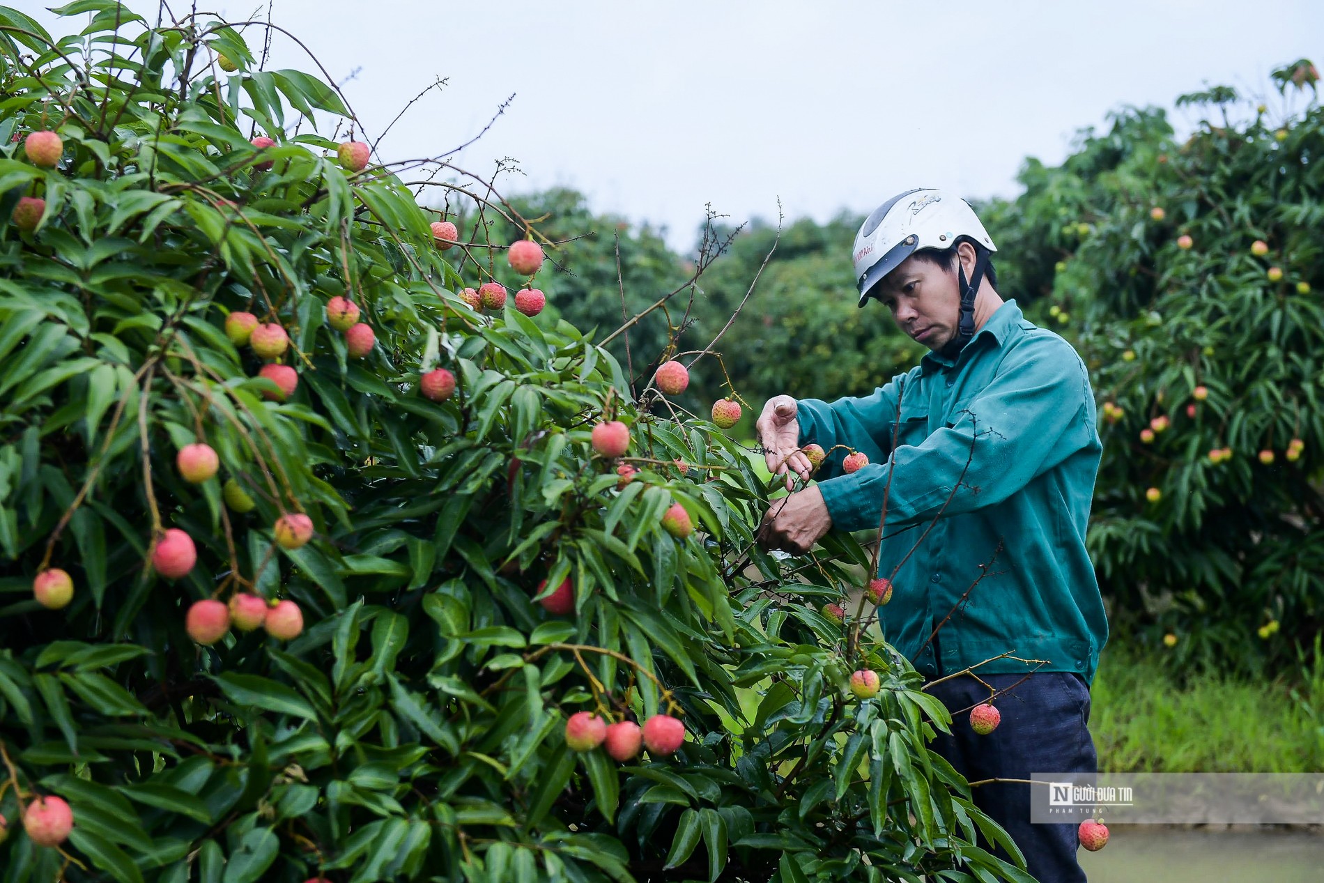 Dân sinh - Hải Dương: Vải chín sớm, nông dân Thanh Hà bội thu (Hình 4).