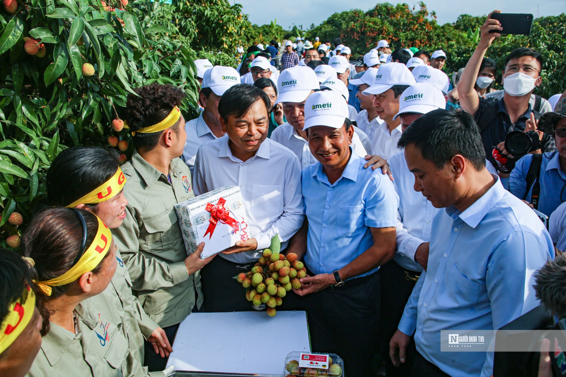 Dân sinh - Hải Dương mở vườn thu hoạch vải xuất khẩu (Hình 2).