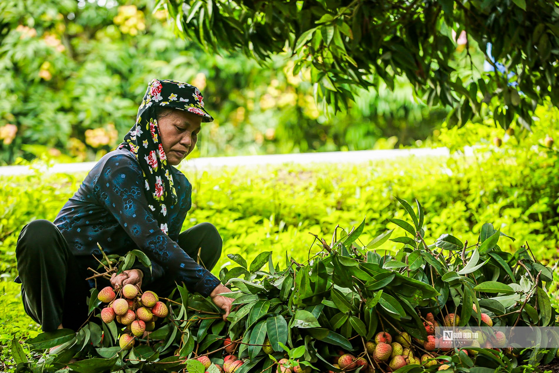 Dân sinh - Hải Dương mở vườn thu hoạch vải xuất khẩu (Hình 7).