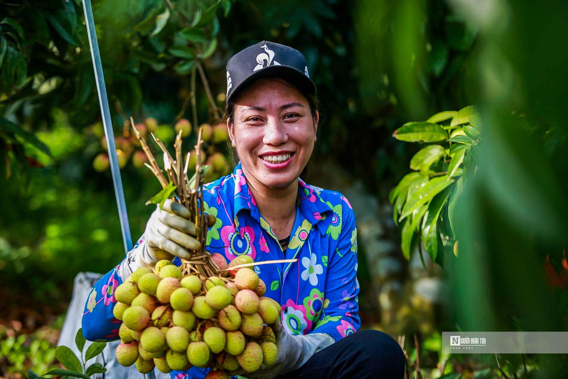 Dân sinh - Hải Dương mở vườn thu hoạch vải xuất khẩu (Hình 3).