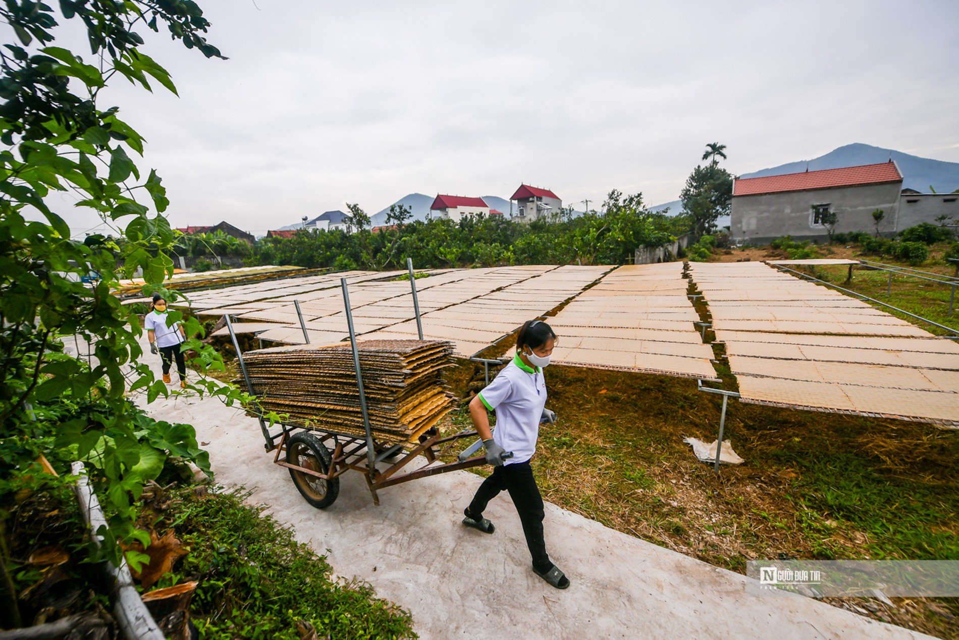 Dân sinh - Bắc Giang: Cận cảnh sản xuất mỳ chũ Lục Ngạn từ gạo bao thai (Hình 6).