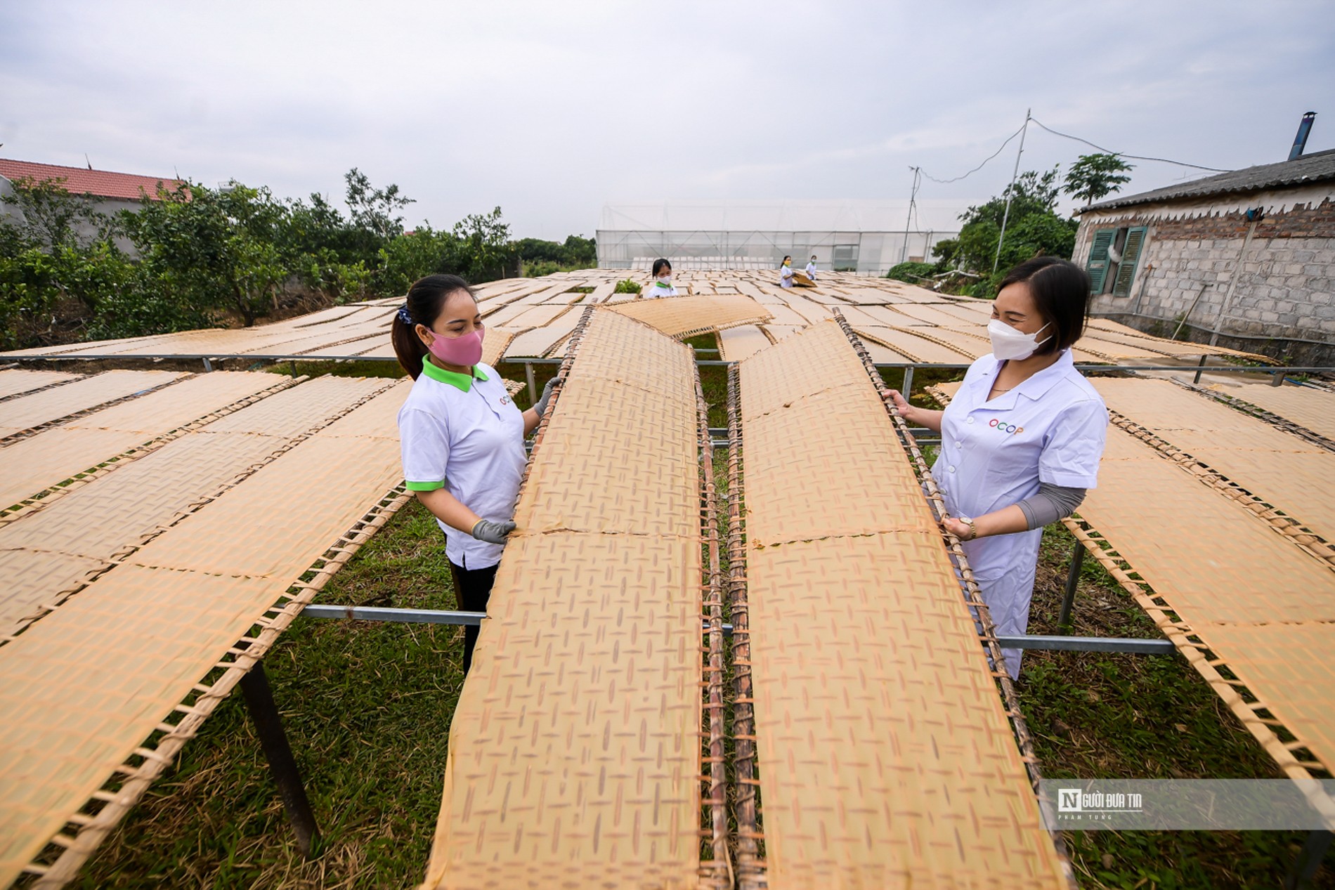 Dân sinh - Bắc Giang: Cận cảnh sản xuất mỳ chũ Lục Ngạn từ gạo bao thai (Hình 16).