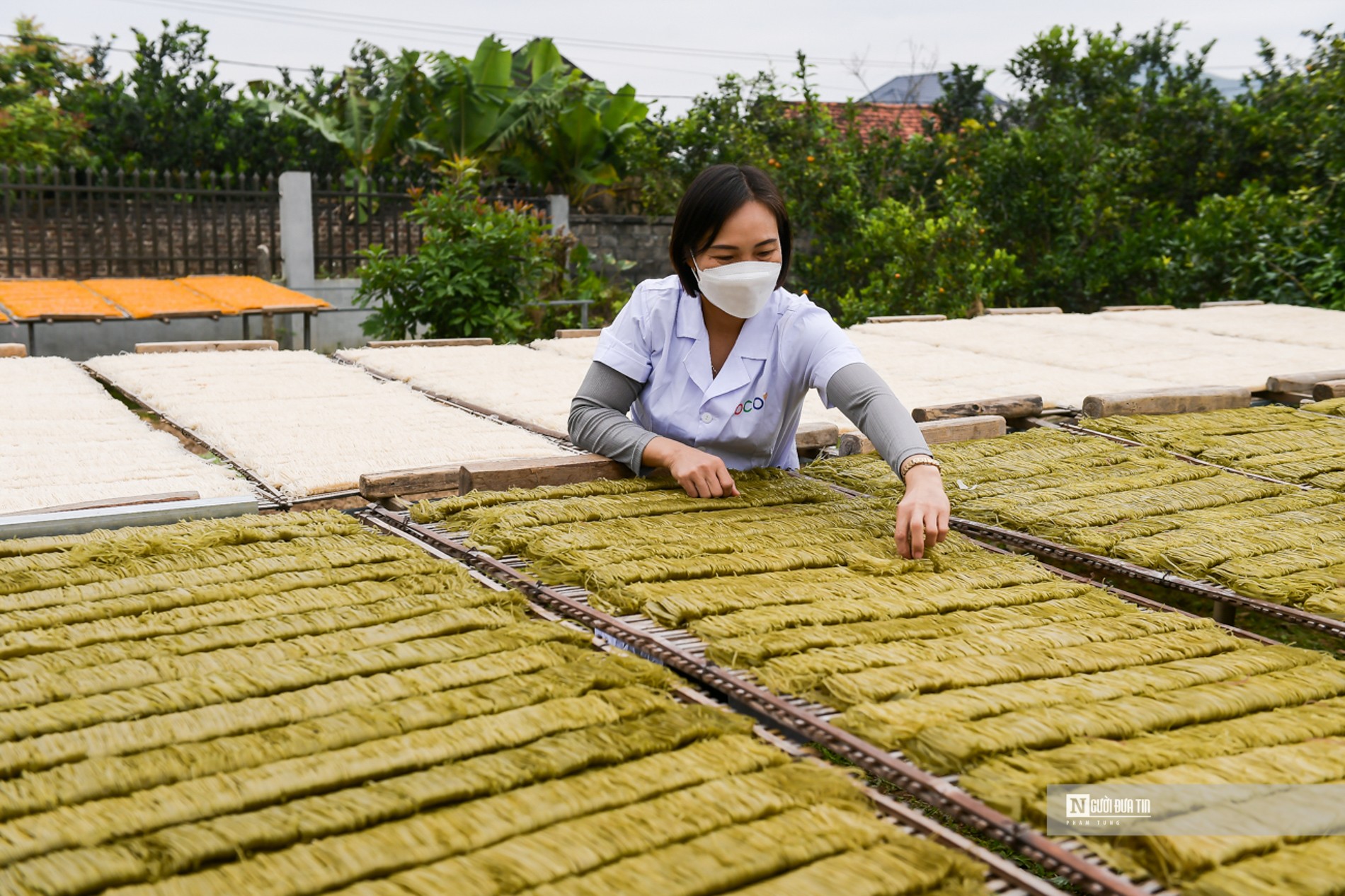 Dân sinh - Bắc Giang: Cận cảnh sản xuất mỳ chũ Lục Ngạn từ gạo bao thai (Hình 12).