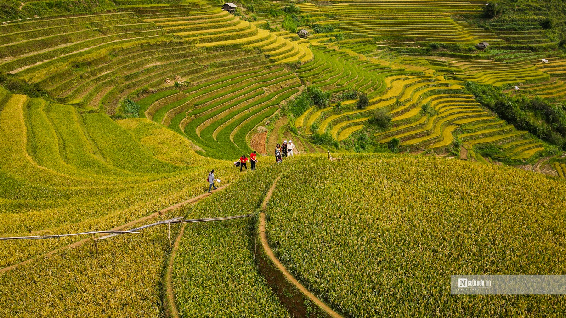 Dân sinh - Mù Cang Chải: Mê mẩn mùa lúa chín trên đồi Mâm xôi (Hình 9).