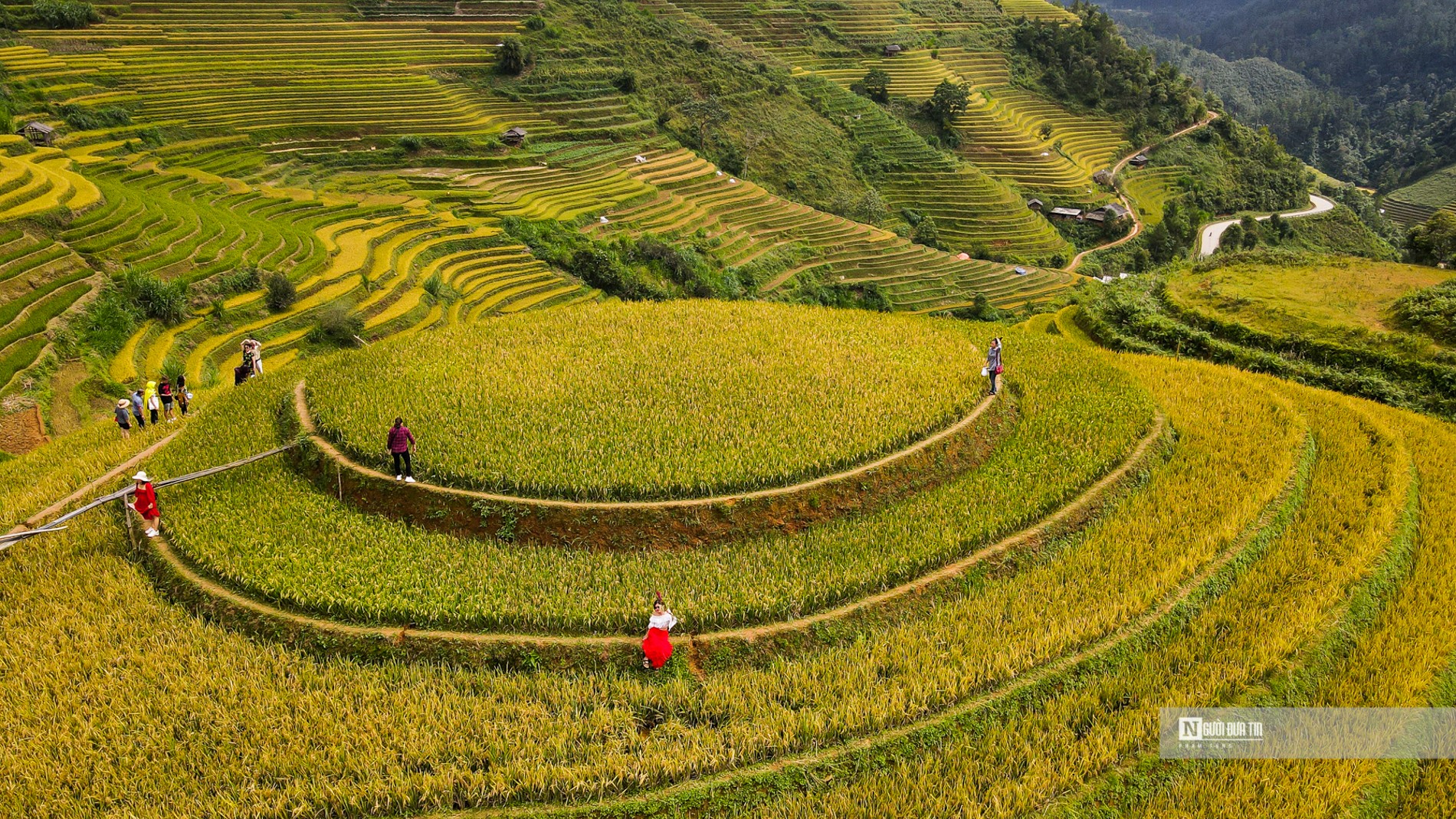 Dân sinh - Mù Cang Chải: Mê mẩn mùa lúa chín trên đồi Mâm xôi (Hình 6).