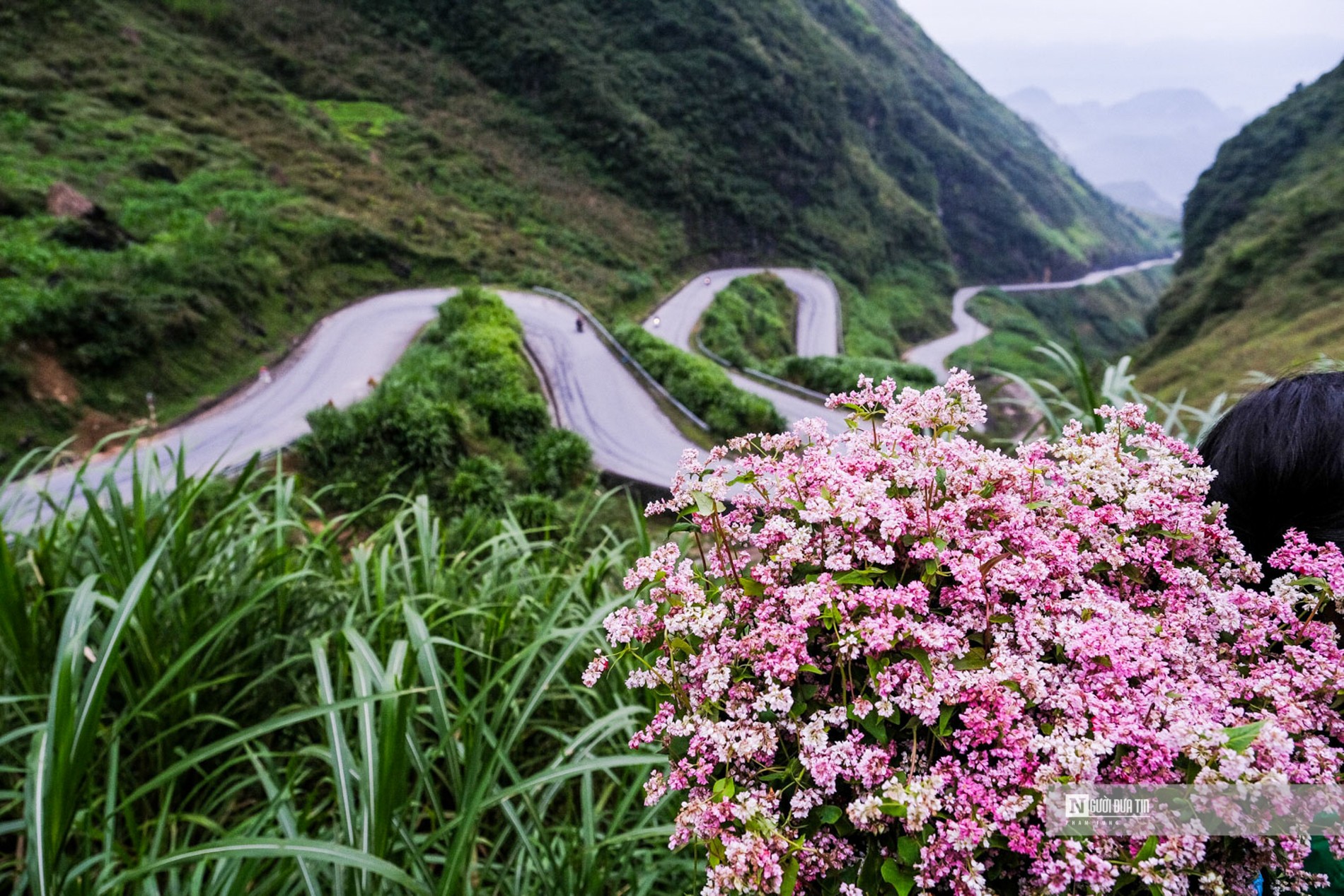 Văn hoá - Mê mẩn mùa hoa tam giác mạch Hà Giang