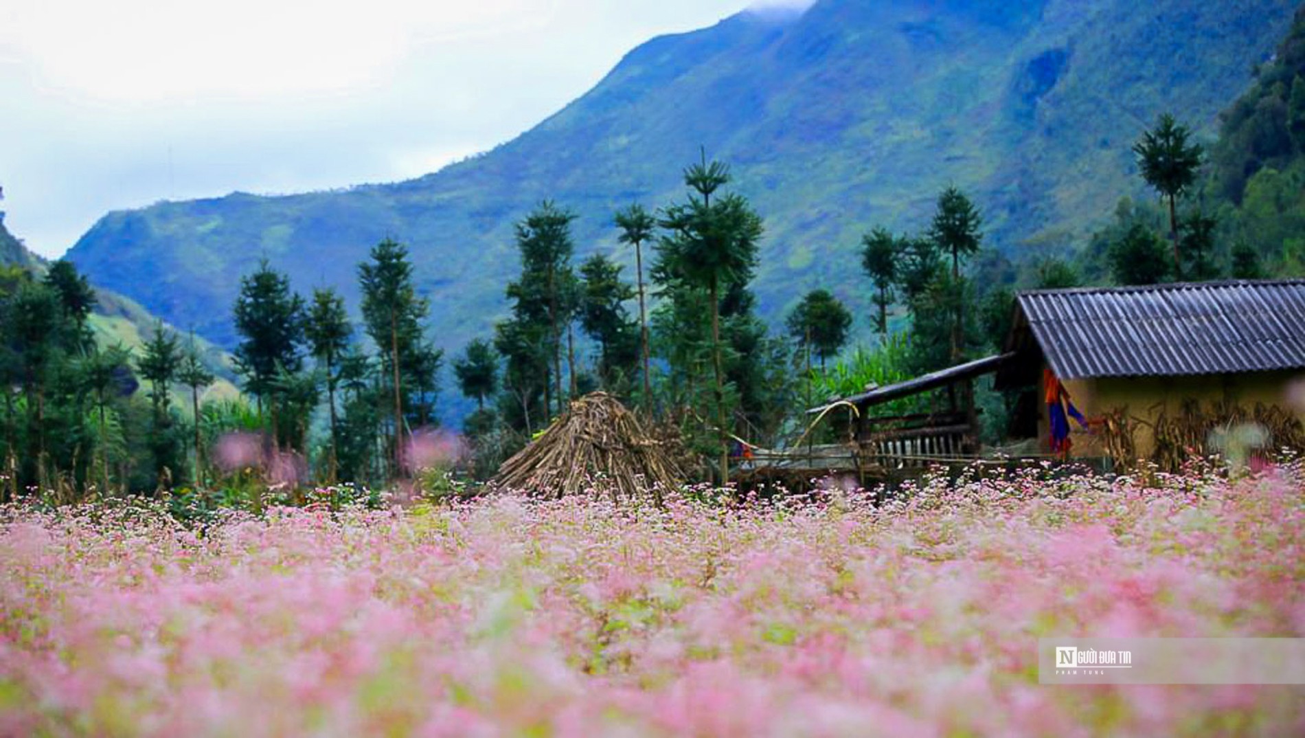 Văn hoá - Mê mẩn mùa hoa tam giác mạch Hà Giang (Hình 2).