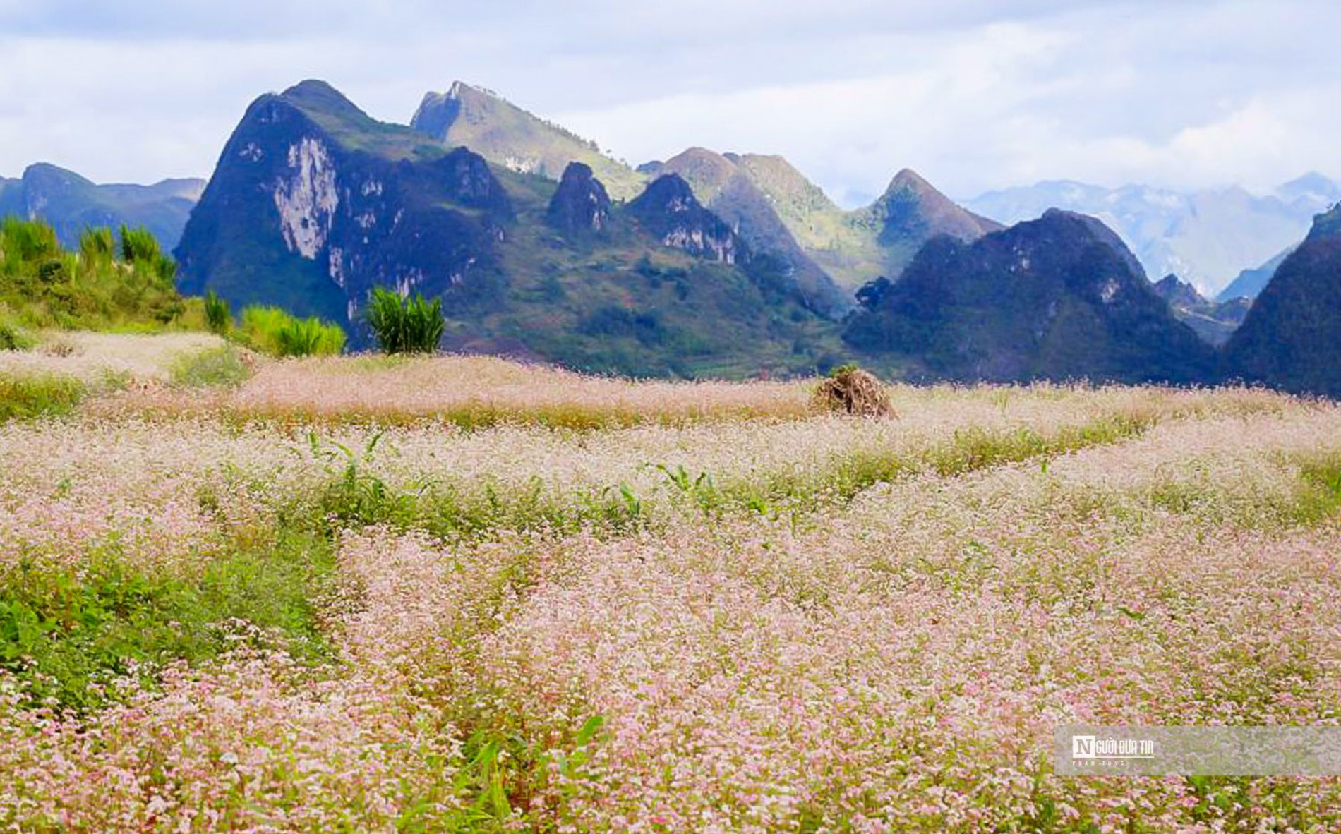 Văn hoá - Mê mẩn mùa hoa tam giác mạch Hà Giang (Hình 3).