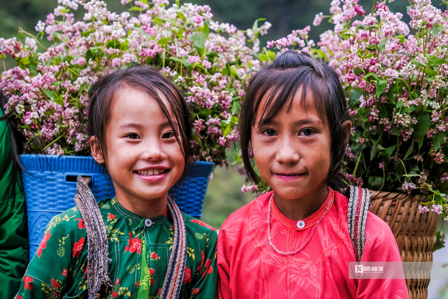 Văn hoá - Mê mẩn mùa hoa tam giác mạch Hà Giang (Hình 7).