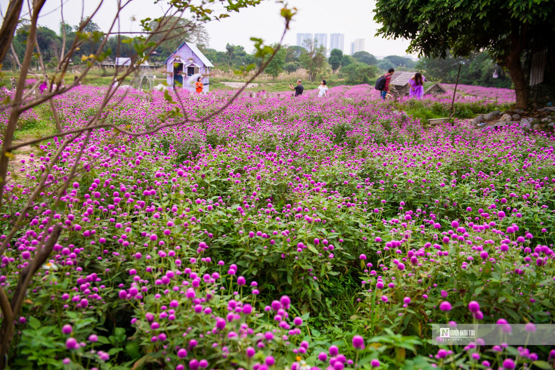 Dân sinh - Ngắm vườn cúc bách nhật bung nở như cổ tích giữa lòng Thủ đô (Hình 4).