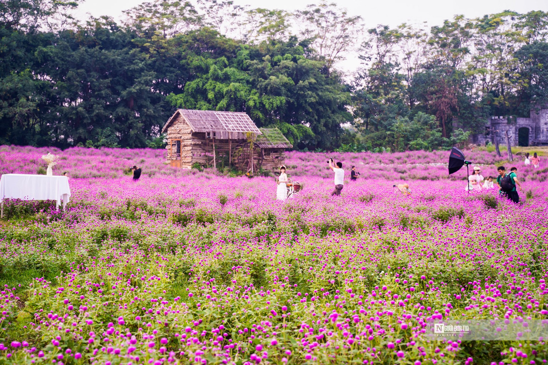 Dân sinh - Ngắm vườn cúc bách nhật bung nở như cổ tích giữa lòng Thủ đô (Hình 12).