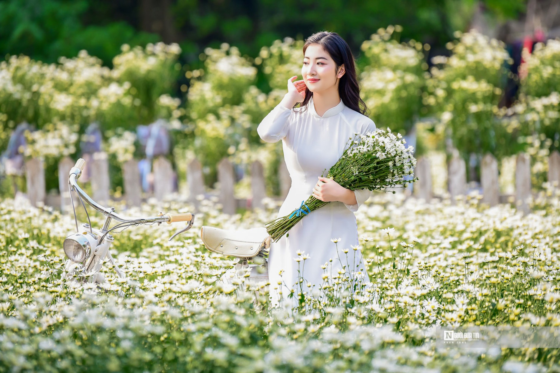 Dân sinh - Hà Nội: Thiếu nữ chen chân khoe dáng bên cúc họa mi cuối vụ (Hình 6).