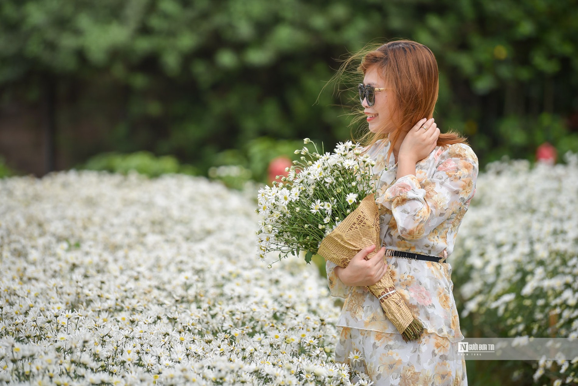 Dân sinh - Hà Nội: Thiếu nữ chen chân khoe dáng bên cúc họa mi cuối vụ (Hình 9).