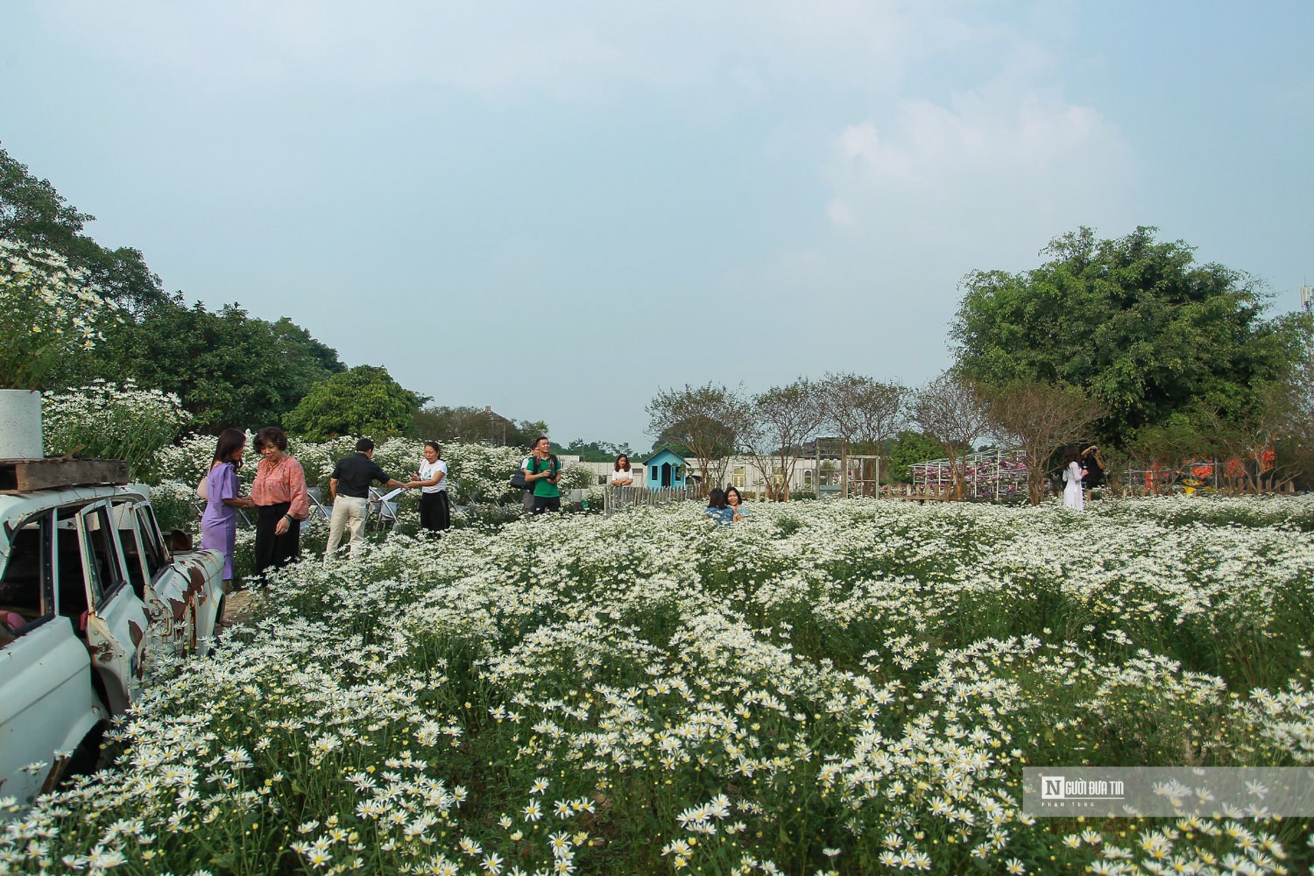 Dân sinh - Hà Nội: Thiếu nữ chen chân khoe dáng bên cúc họa mi cuối vụ