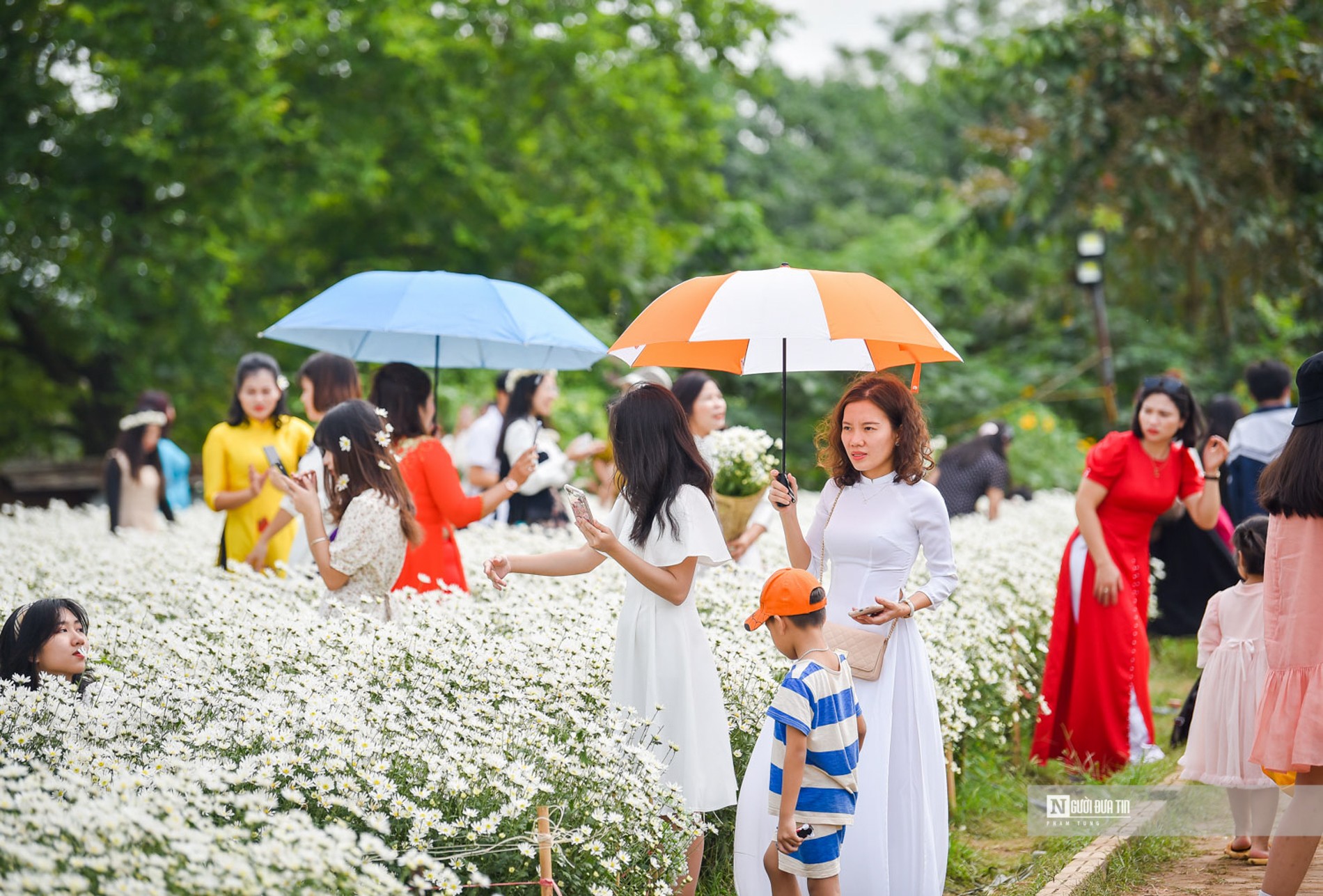 Dân sinh - Hà Nội: Thiếu nữ chen chân khoe dáng bên cúc họa mi cuối vụ (Hình 2).