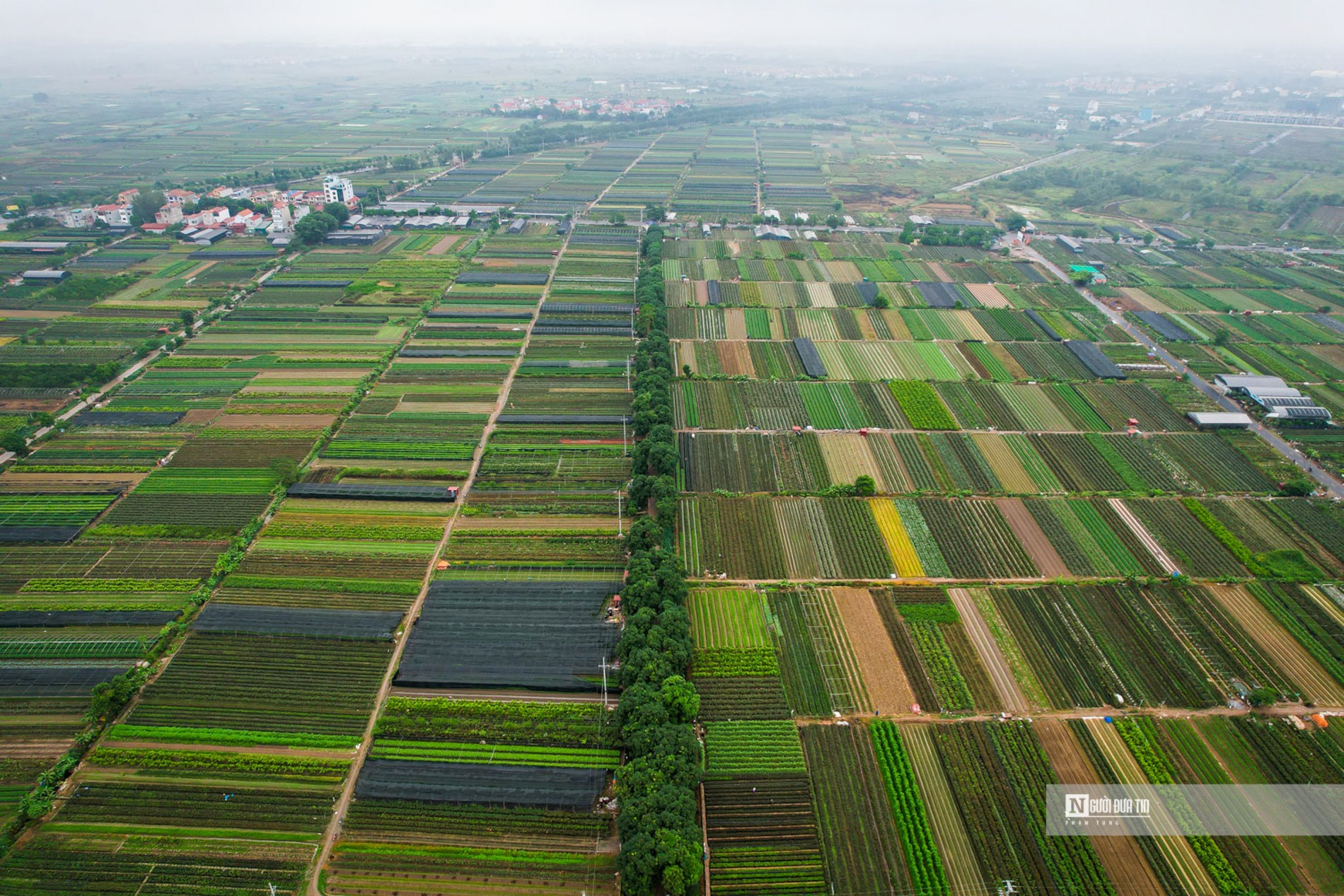 Dân sinh - Thủ phủ hoa Mê Linh rộn ràng chuẩn bị cho Festival năm 2022