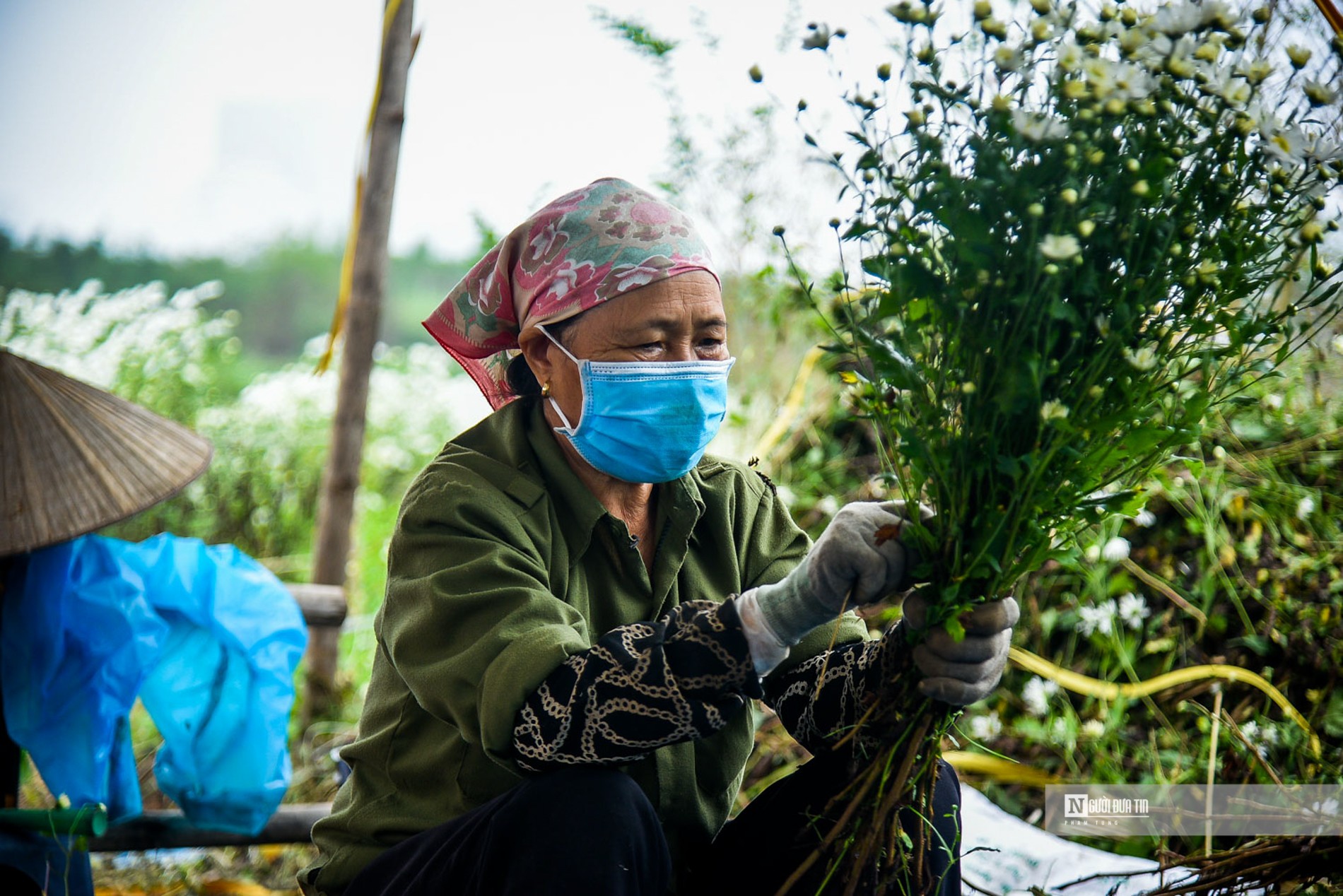 Dân sinh - Người dân tất bật thu hoạch cúc họa mi cuối vụ (Hình 4).