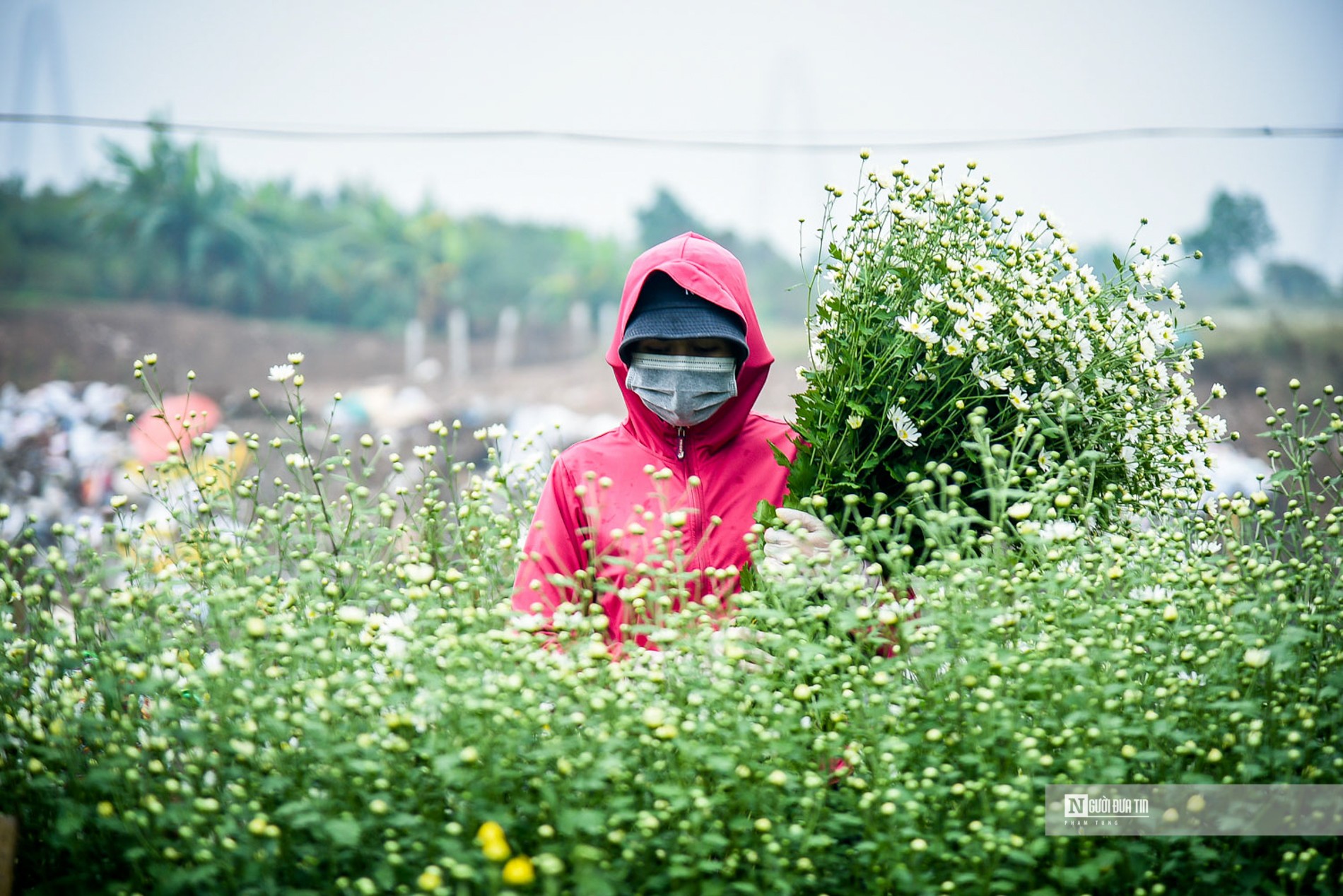 Dân sinh - Người dân tất bật thu hoạch cúc họa mi cuối vụ (Hình 5).