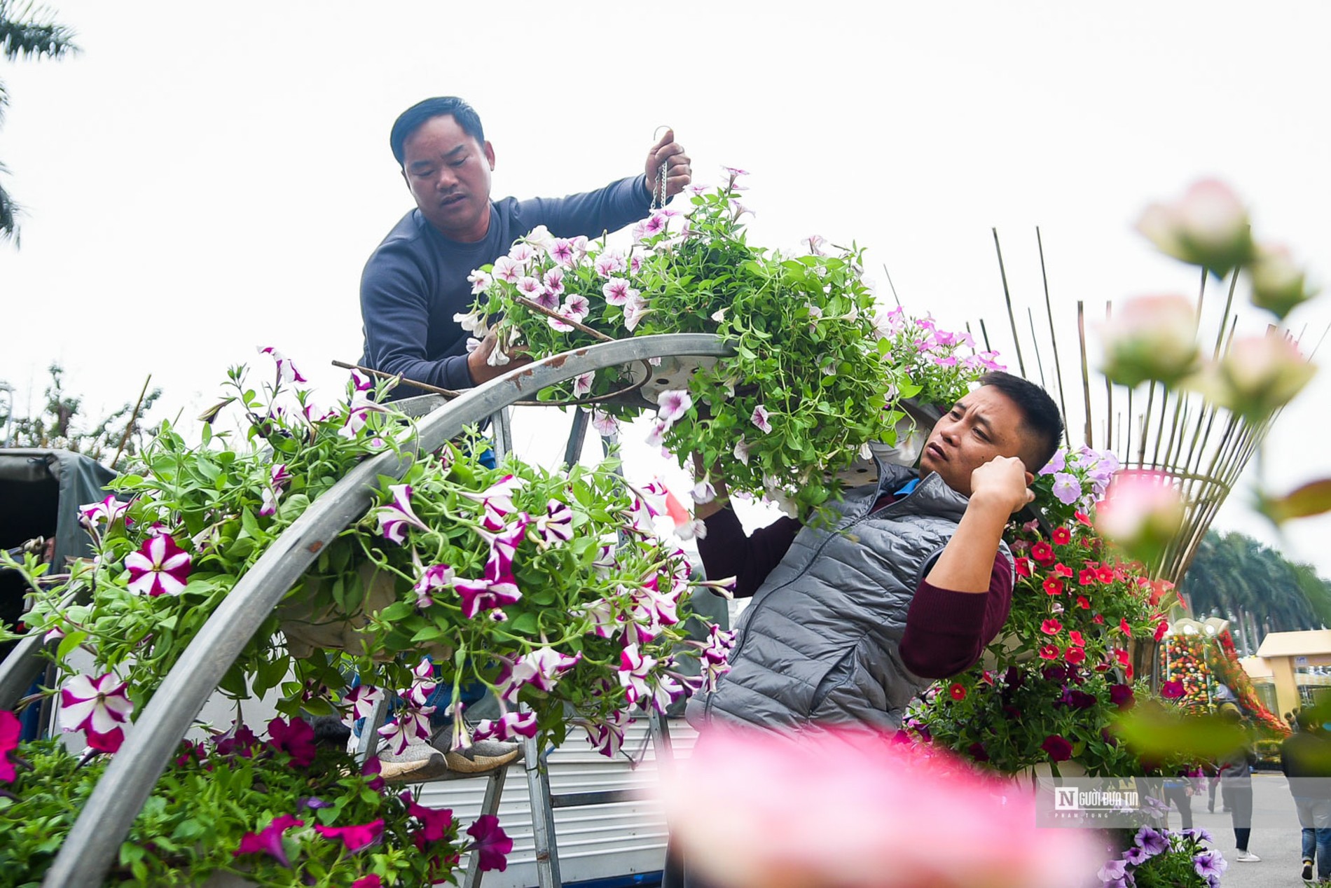 Sự kiện - Mê Linh tất bật chuẩn bị cho Festival hoa đầu tiên (Hình 4).