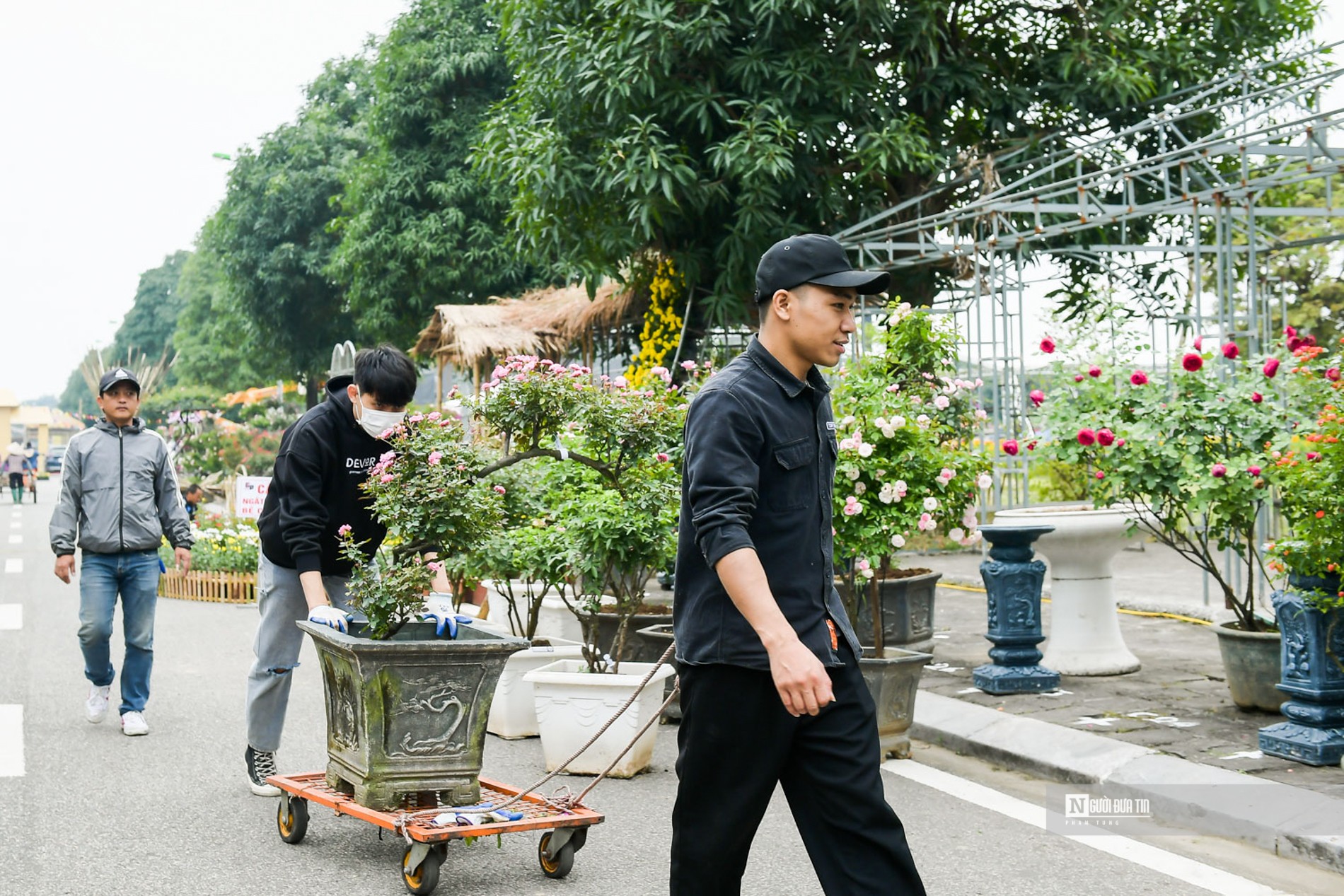 Sự kiện - Mê Linh tất bật chuẩn bị cho Festival hoa đầu tiên (Hình 6).