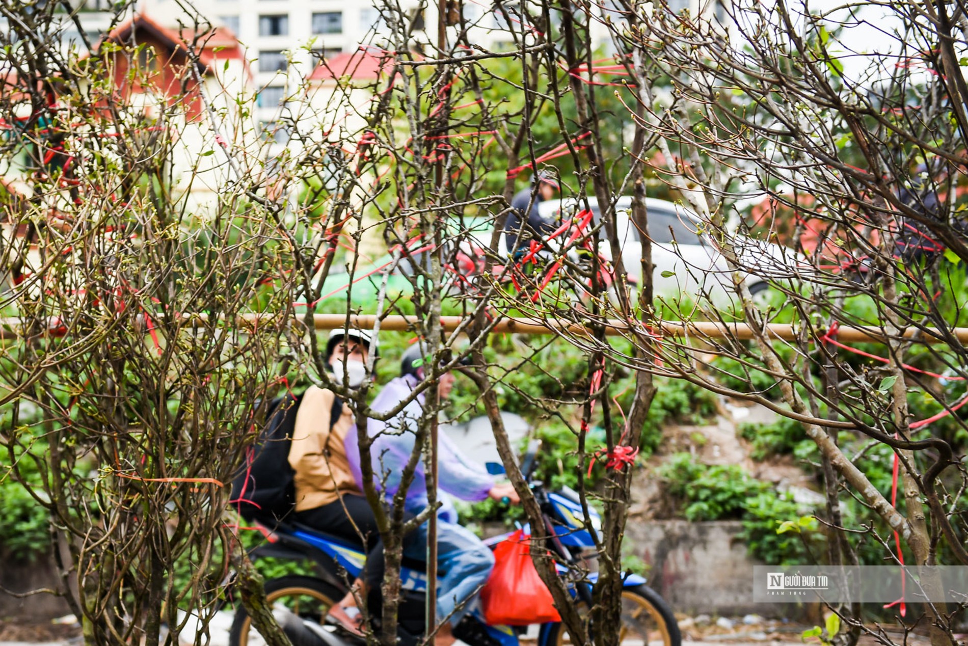 Dân sinh - Hoa rừng xuống phố Hà Nội, giá cao vẫn hút khách sắm Tết sớm (Hình 10).