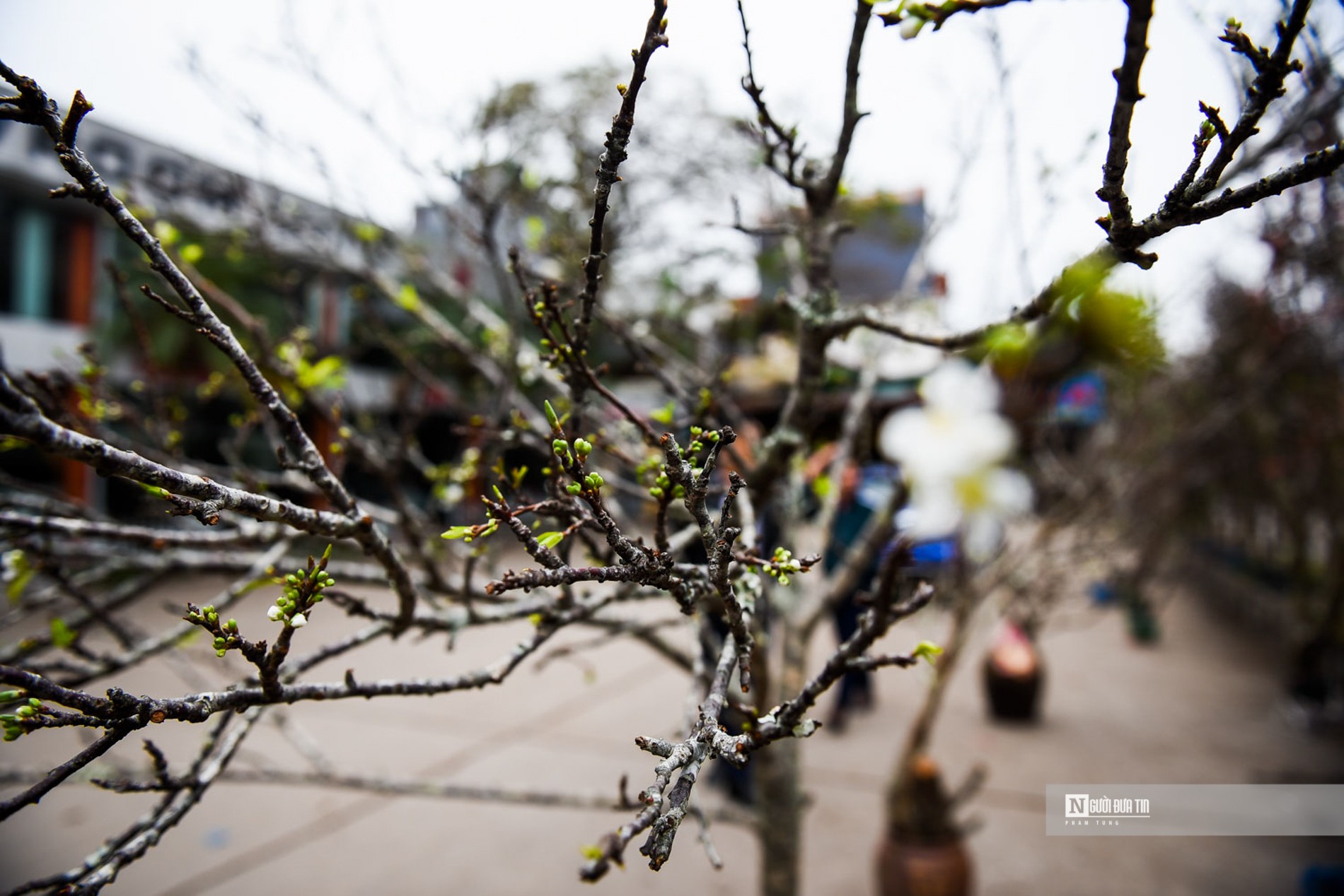 Dân sinh - Hoa rừng xuống phố Hà Nội, giá cao vẫn hút khách sắm Tết sớm (Hình 4).