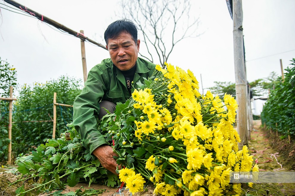 Sự kiện - Hoa Tây Tựu đắt khách, hàng không đủ bán Tết (Hình 7).