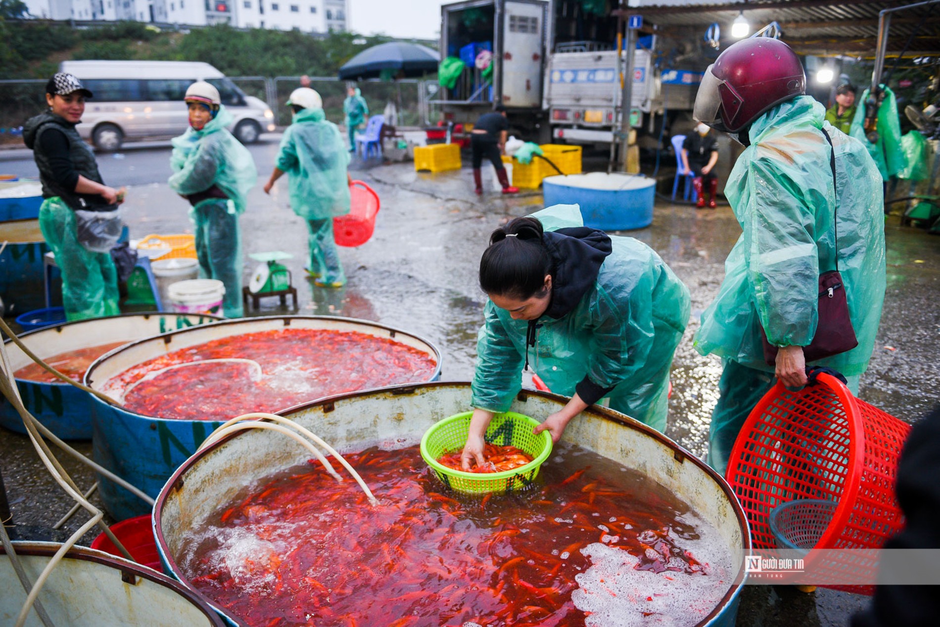 Dân sinh - Chợ cá Yên Sở nhộn nhịp dịp ông Công ông Táo (Hình 7).