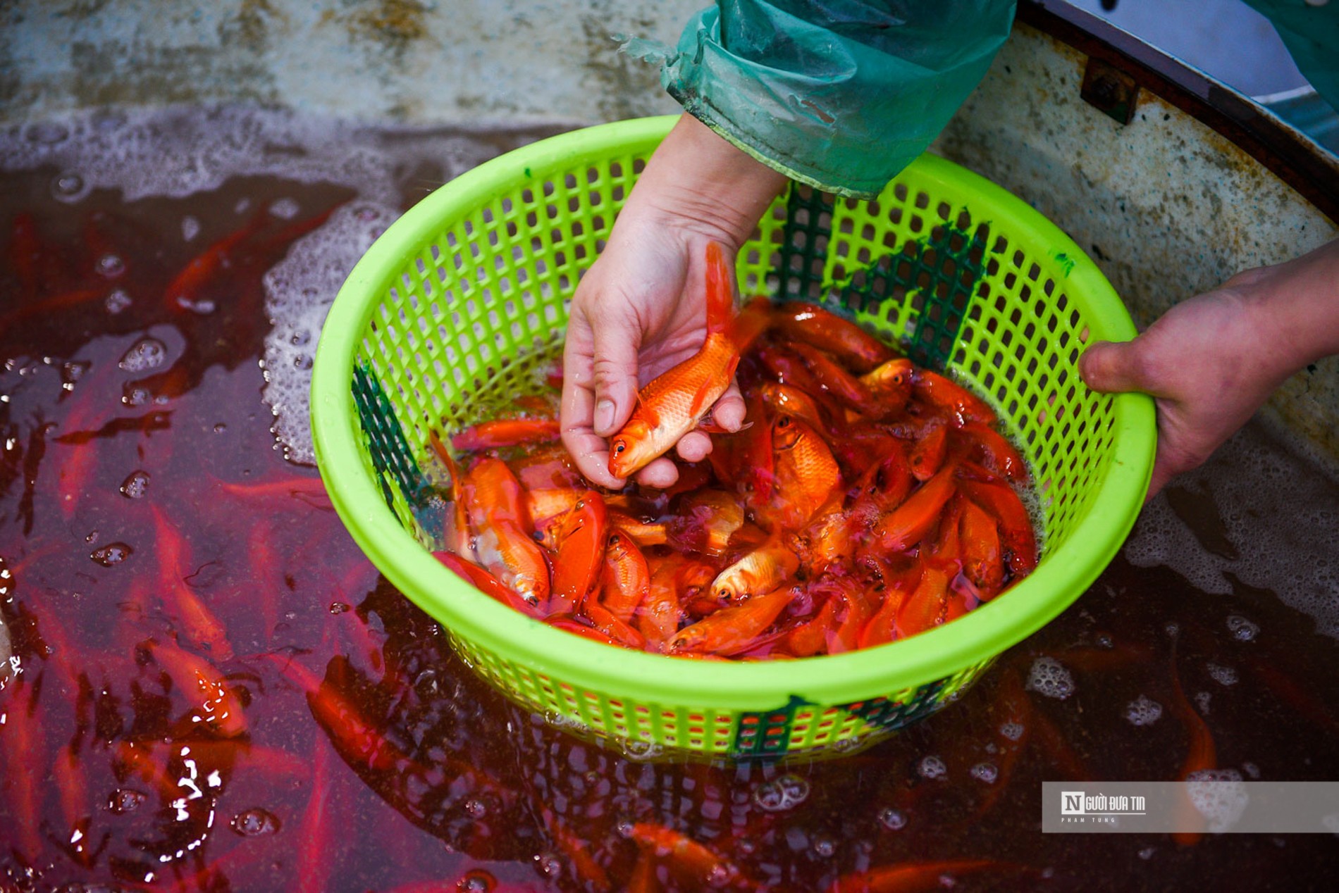 Dân sinh - Chợ cá Yên Sở nhộn nhịp dịp ông Công ông Táo (Hình 5).