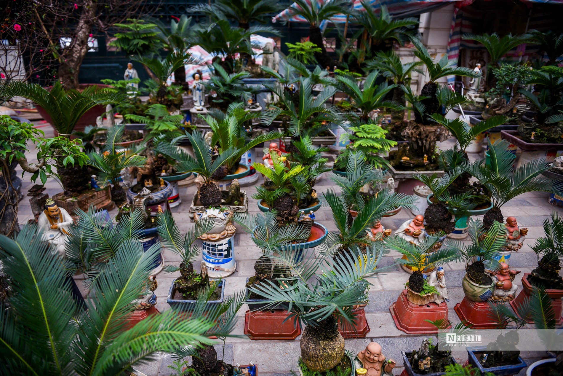 Tiêu dùng & Dư luận - Vạn tuế bonsai giá hàng triệu đồng hút khách dịp Tết Nguyên đán (Hình 2).