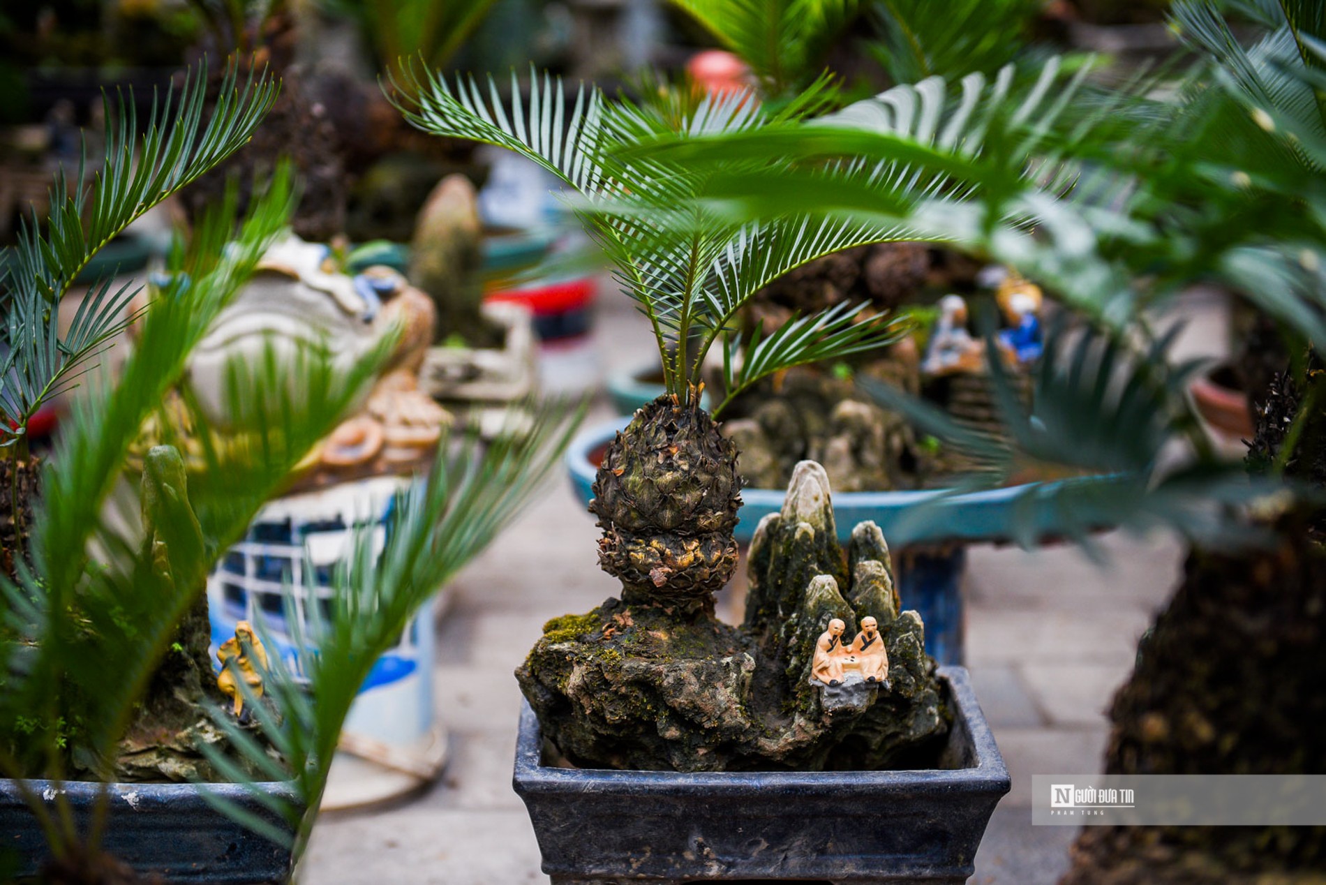 Tiêu dùng & Dư luận - Vạn tuế bonsai giá hàng triệu đồng hút khách dịp Tết Nguyên đán (Hình 5).