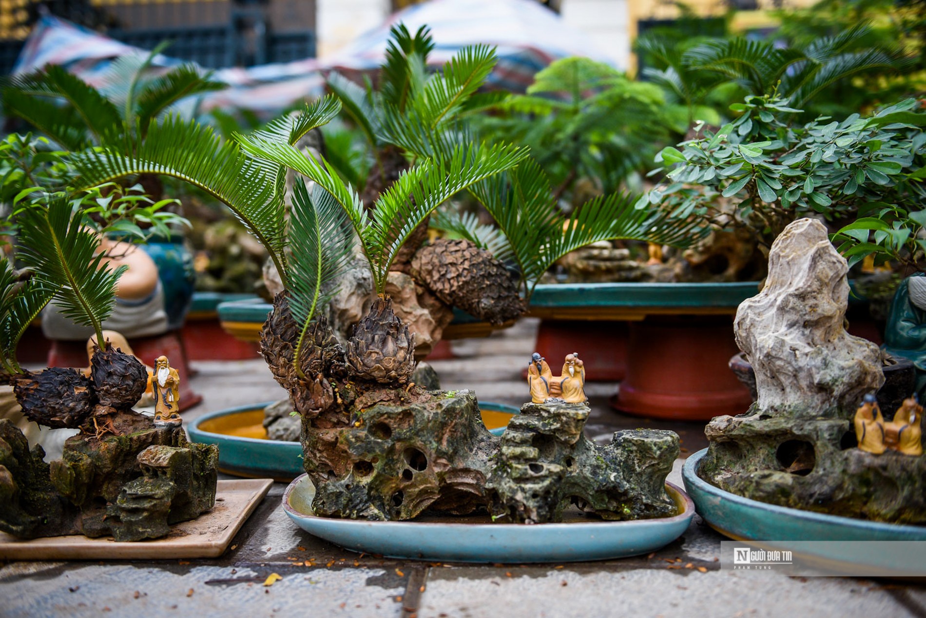 Tiêu dùng & Dư luận - Vạn tuế bonsai giá hàng triệu đồng hút khách dịp Tết Nguyên đán (Hình 7).