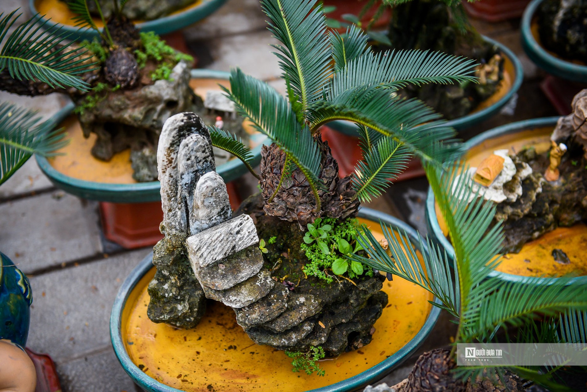 Tiêu dùng & Dư luận - Vạn tuế bonsai giá hàng triệu đồng hút khách dịp Tết Nguyên đán (Hình 4).